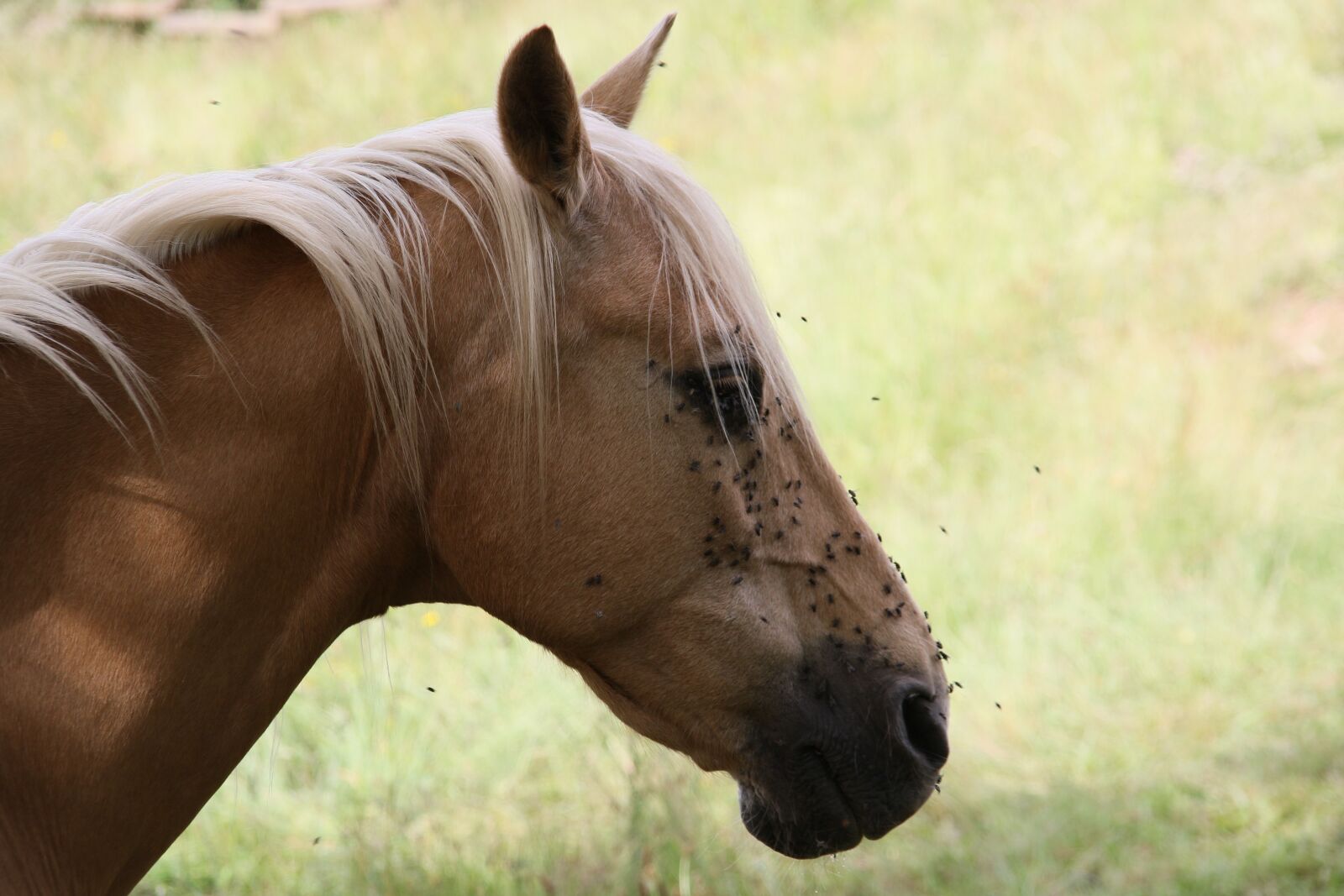 Canon EOS 7D Mark II sample photo. Horse, animal, nature photography