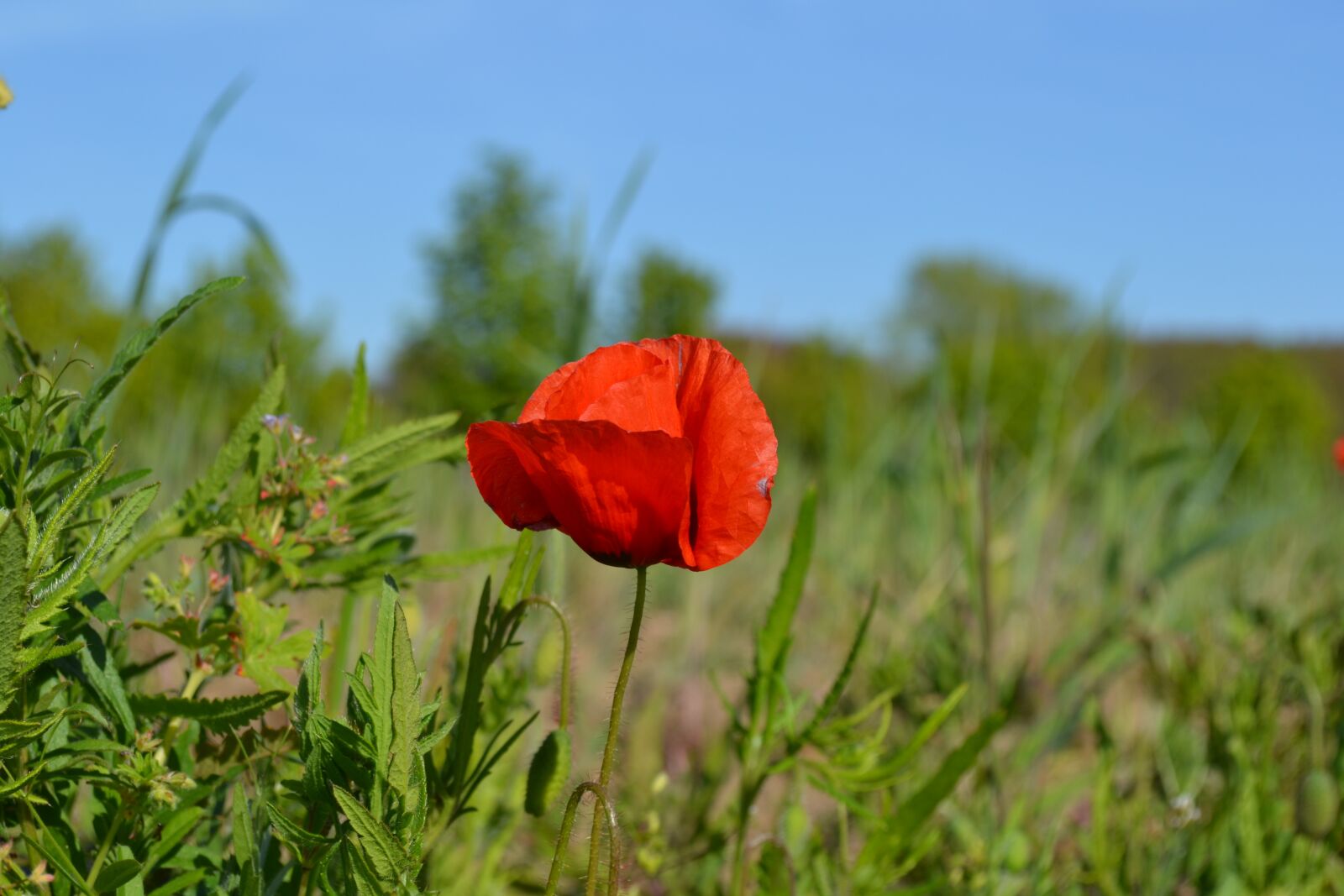 Nikon D3100 sample photo. Poppy, flower, nature photography