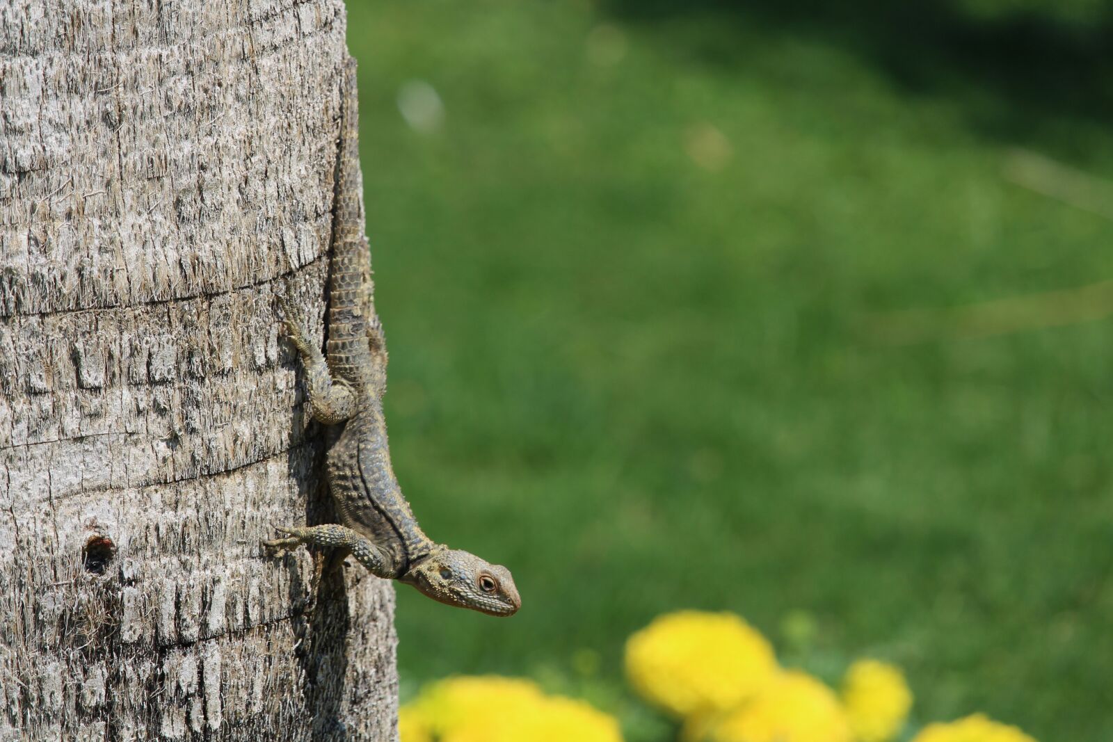 Canon EOS 700D (EOS Rebel T5i / EOS Kiss X7i) sample photo. Lizard, flowers, palm photography