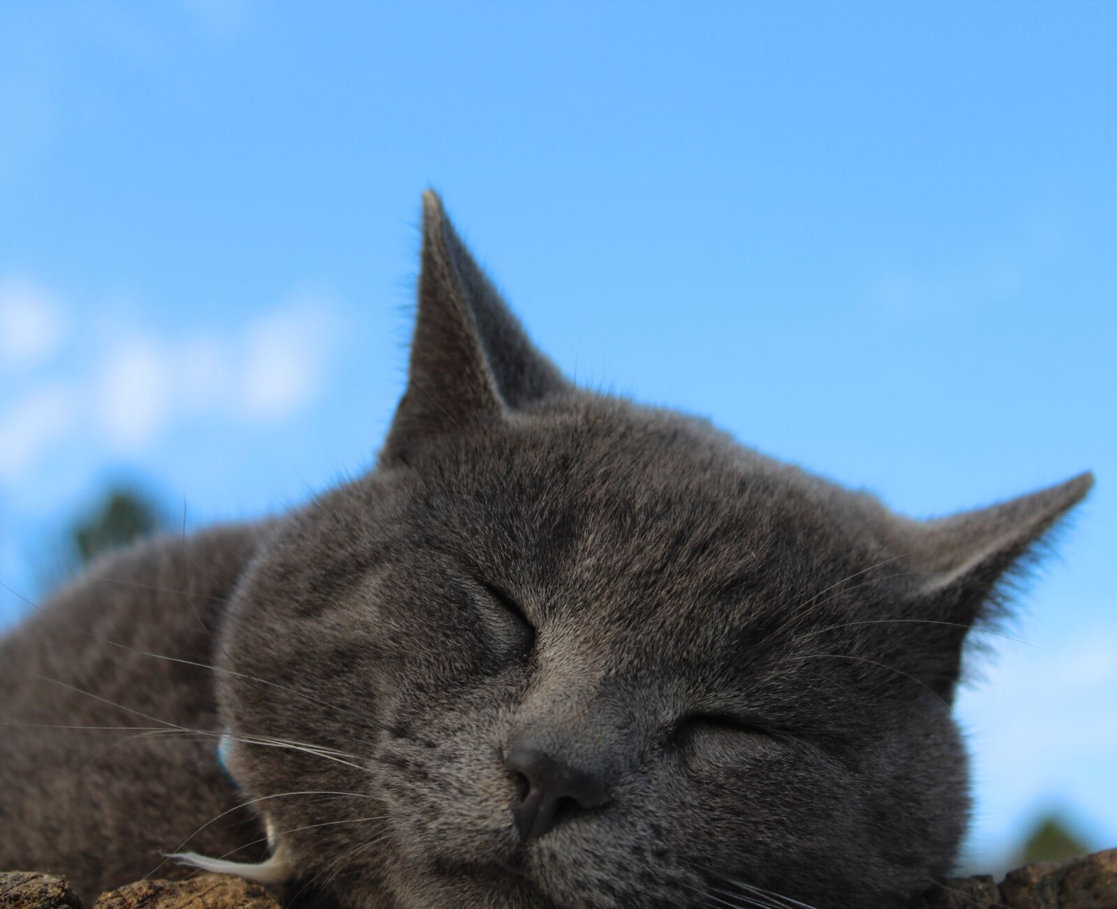 Canon EOS 1300D (EOS Rebel T6 / EOS Kiss X80) sample photo. Cat, sleeping, sleepy photography