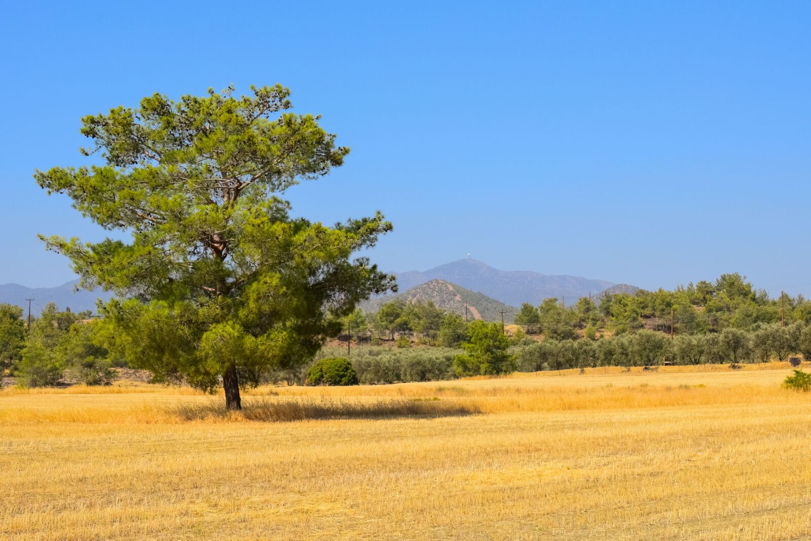 Nikon D3300 sample photo. Tree, landscape, field photography