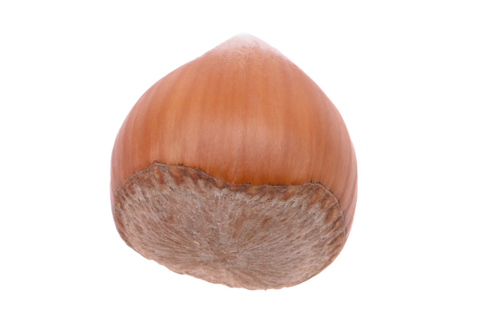 Canon EF 24-70mm F4L IS USM sample photo. Hazelnut, solitaire o ech photography