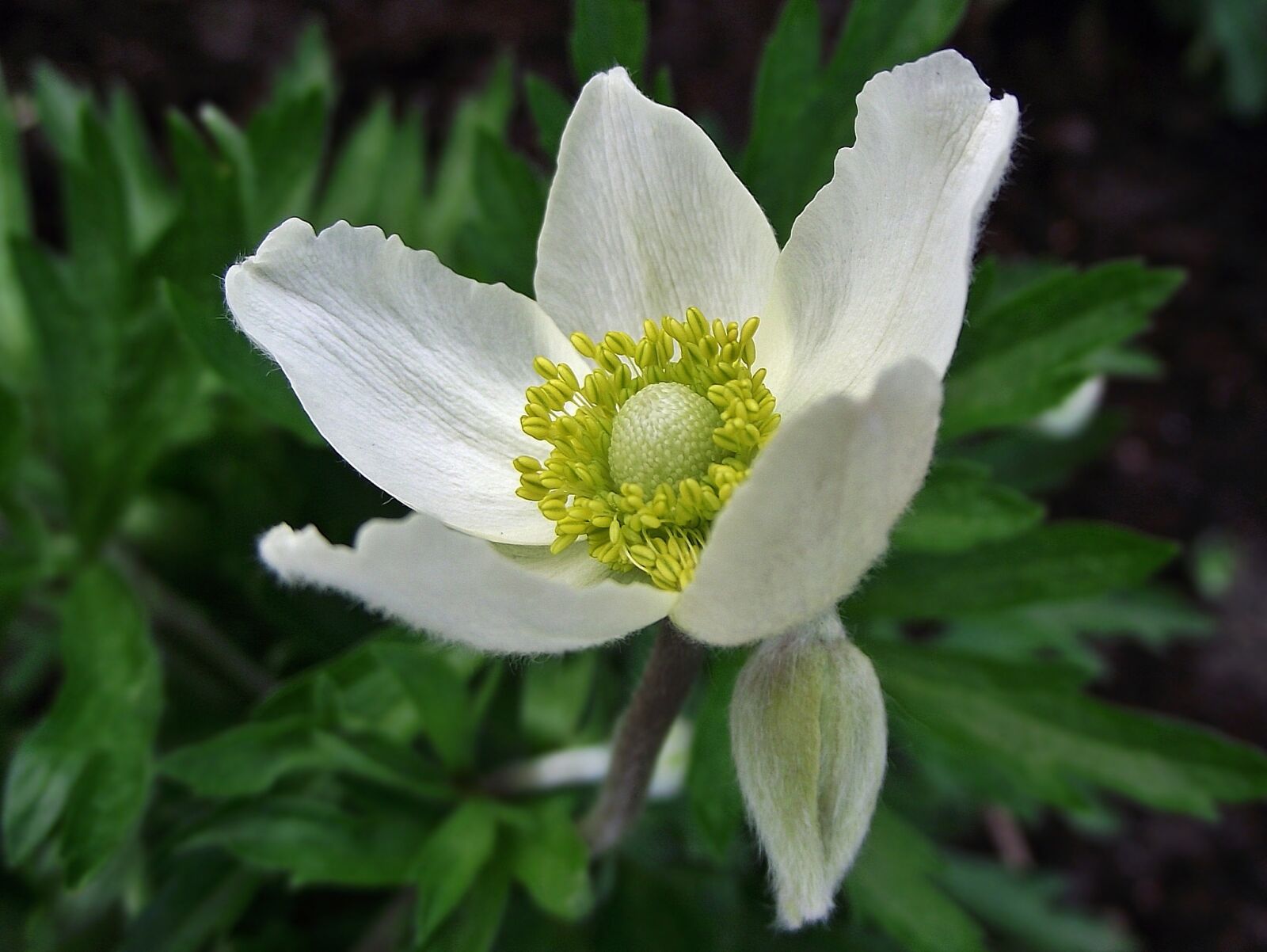 FujiFilm FinePix S1600 (FinePix S1770) sample photo. Nature, flower, anemone photography