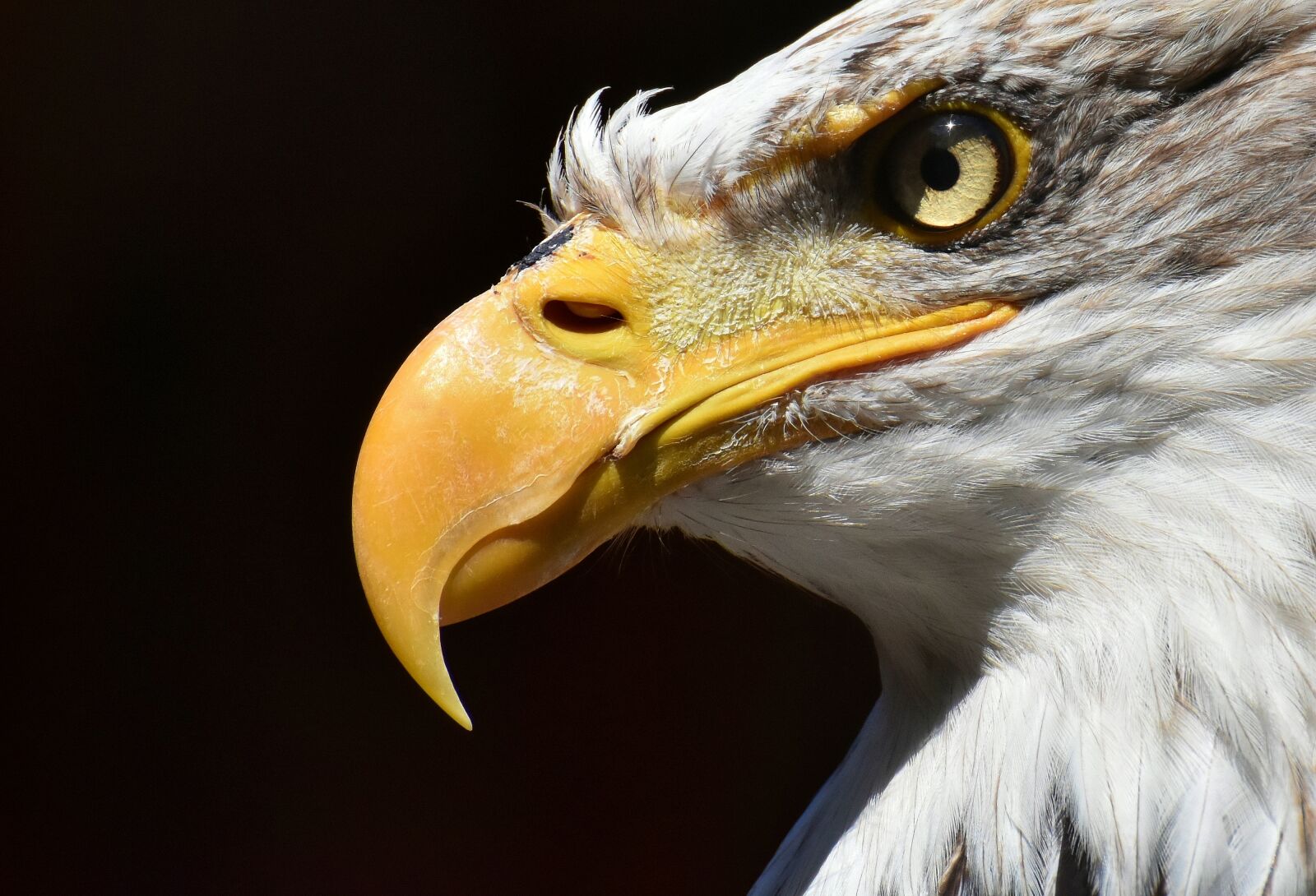 Nikon D7200 sample photo. Adler, bald eagle, bird photography