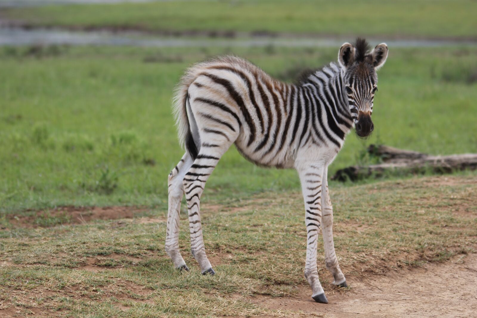Canon EOS 60D sample photo. Zebra, young, colt photography