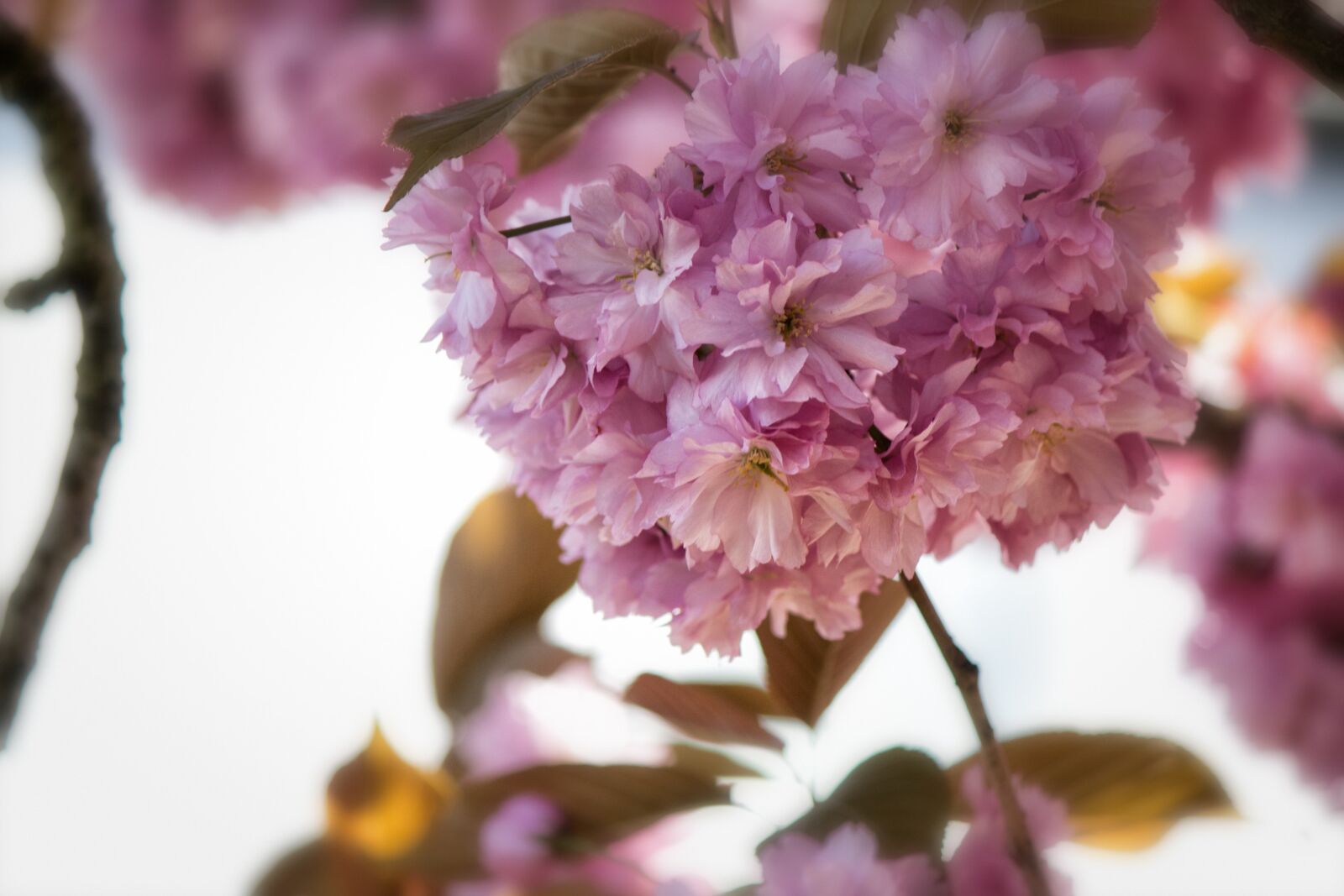 Canon EF-S 55-250mm F4-5.6 IS II sample photo. Japanese flowering cherry, prunus photography