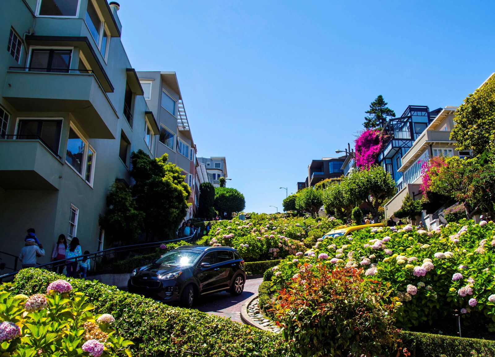 Nikon D5100 sample photo. Usa, san francisco, flower photography