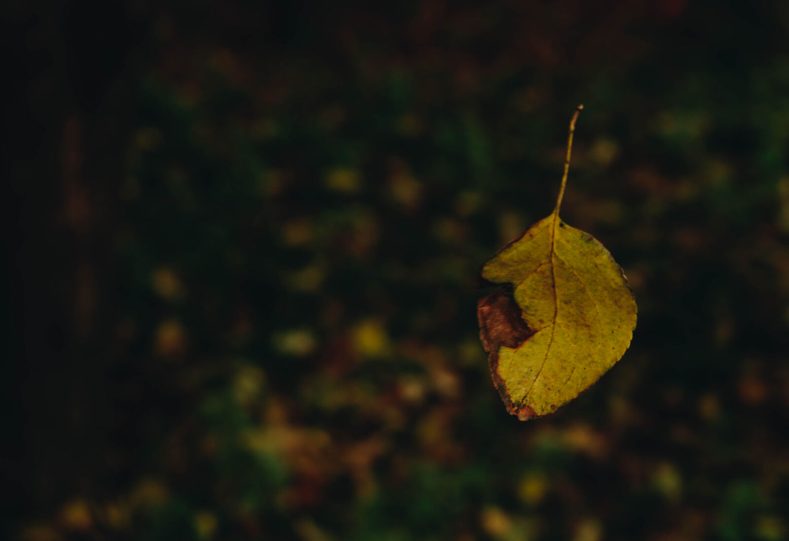 Nikon D3300 sample photo. Autumn, colours, autumn, leaves photography