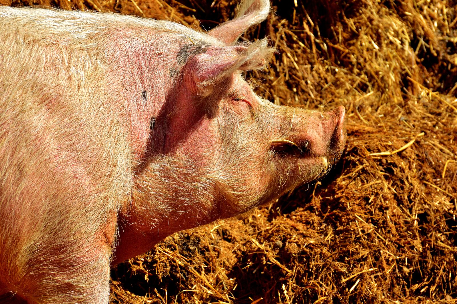 Nikon D3200 sample photo. Pig, farm animal, cozy photography
