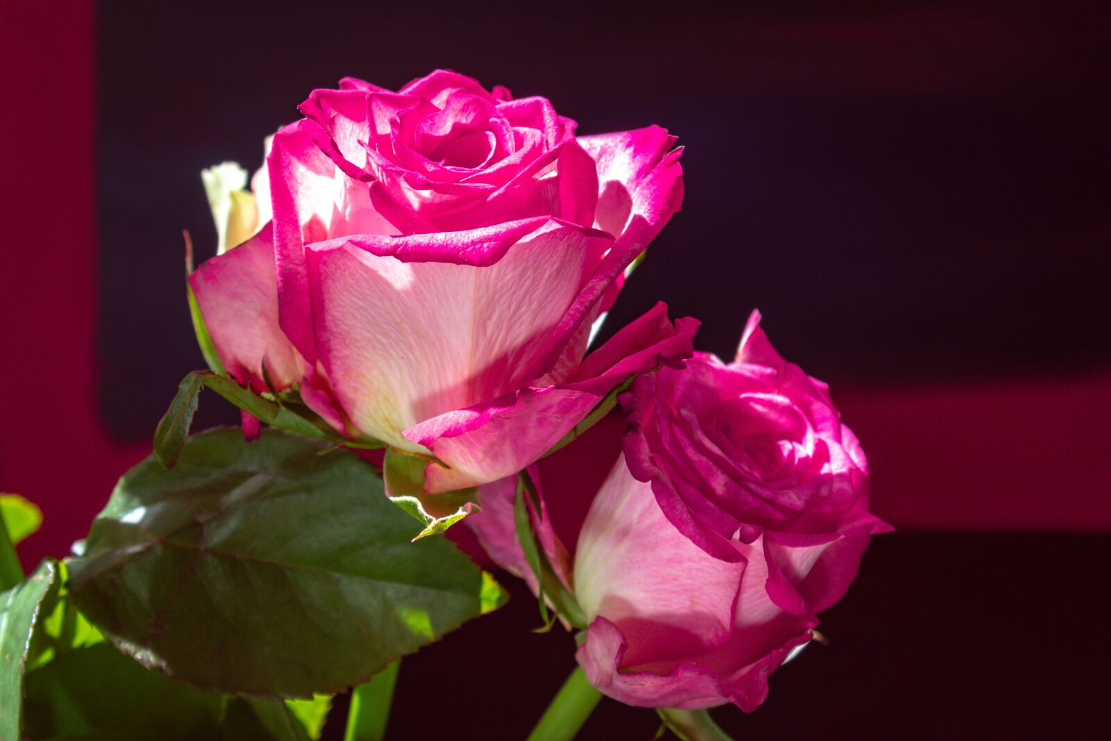 Canon EOS 1300D (EOS Rebel T6 / EOS Kiss X80) sample photo. Rose, rosaceae, red photography