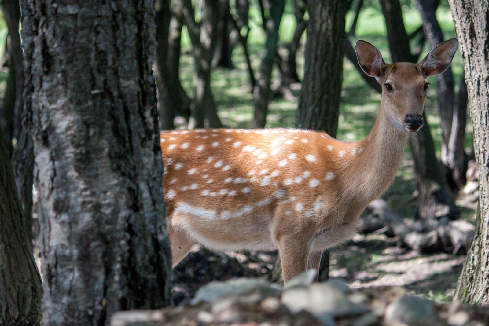 Canon EF-S 55-250mm F4-5.6 IS sample photo. Deer, spotted deer, animal photography
