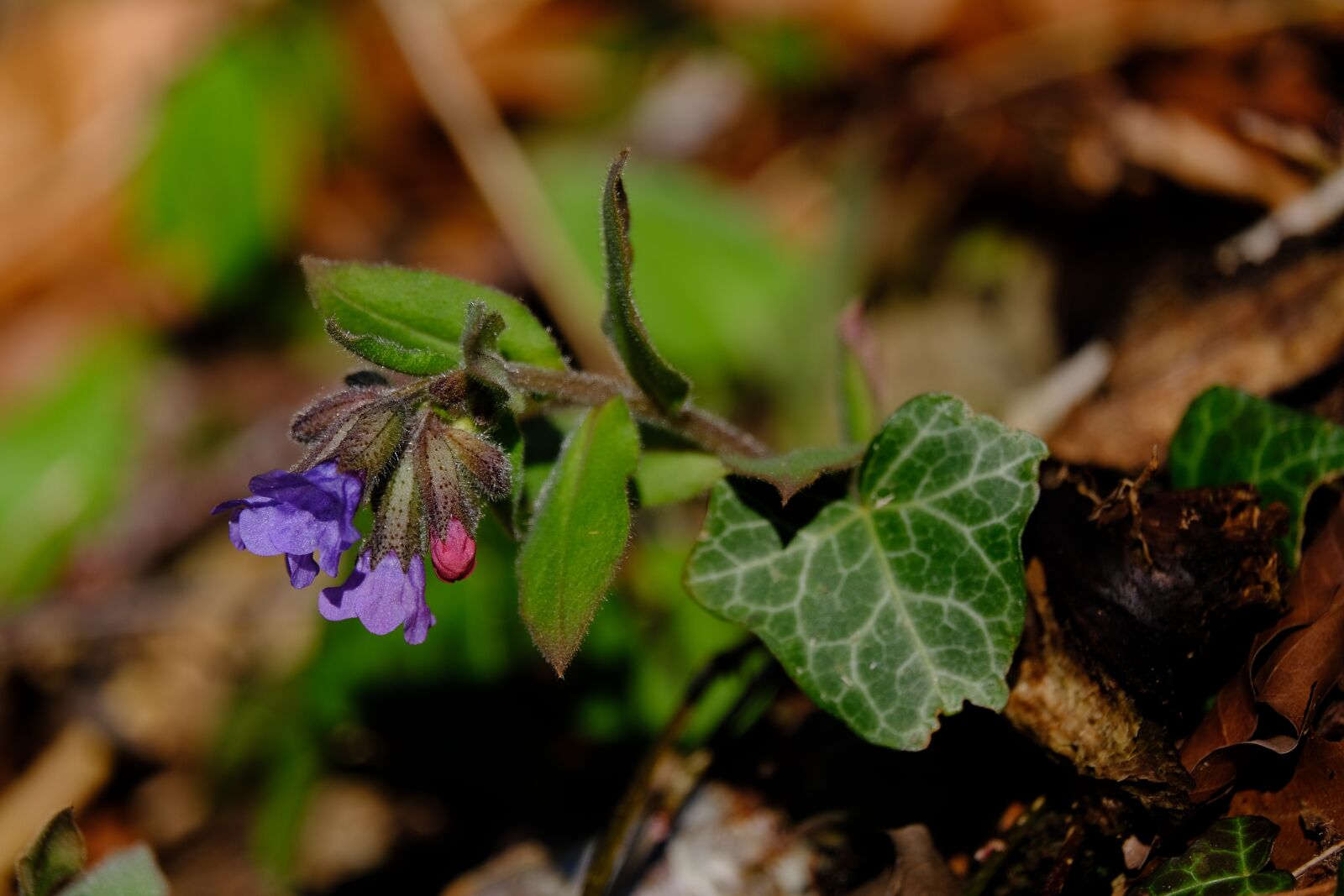 Fujifilm XF 55-200mm F3.5-4.8 R LM OIS sample photo. Lungwort, flower, blossom photography