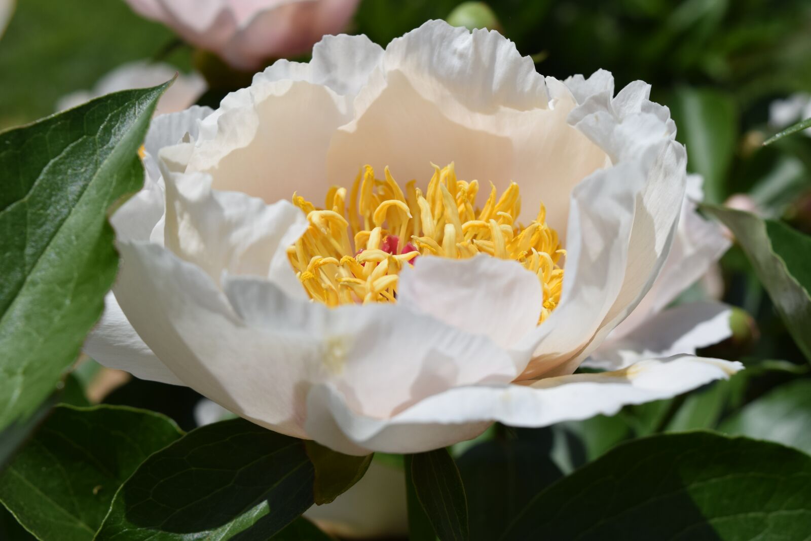 Nikon D5300 sample photo. Peony, magnolia, spring flower photography