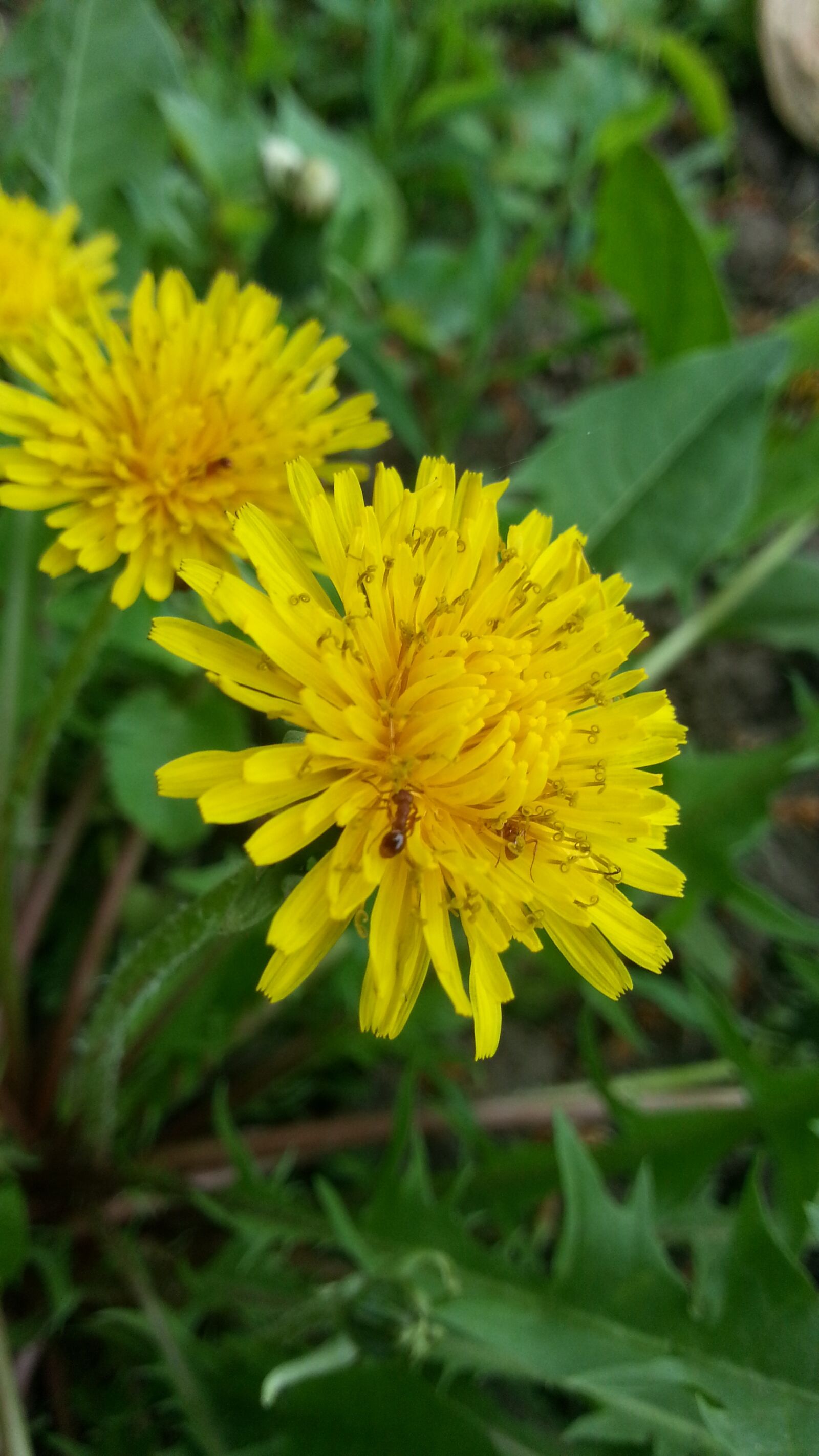 Samsung Galaxy S3 sample photo. Dandelions, ants, flowers photography