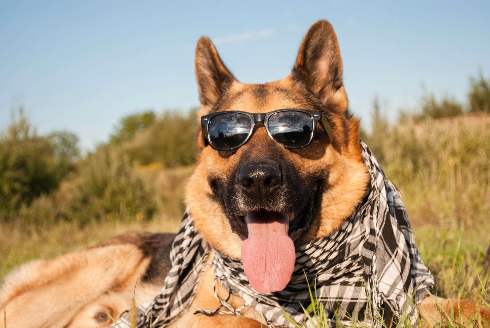 Nikon D3000 sample photo. Animal, bodyguard, breed photography