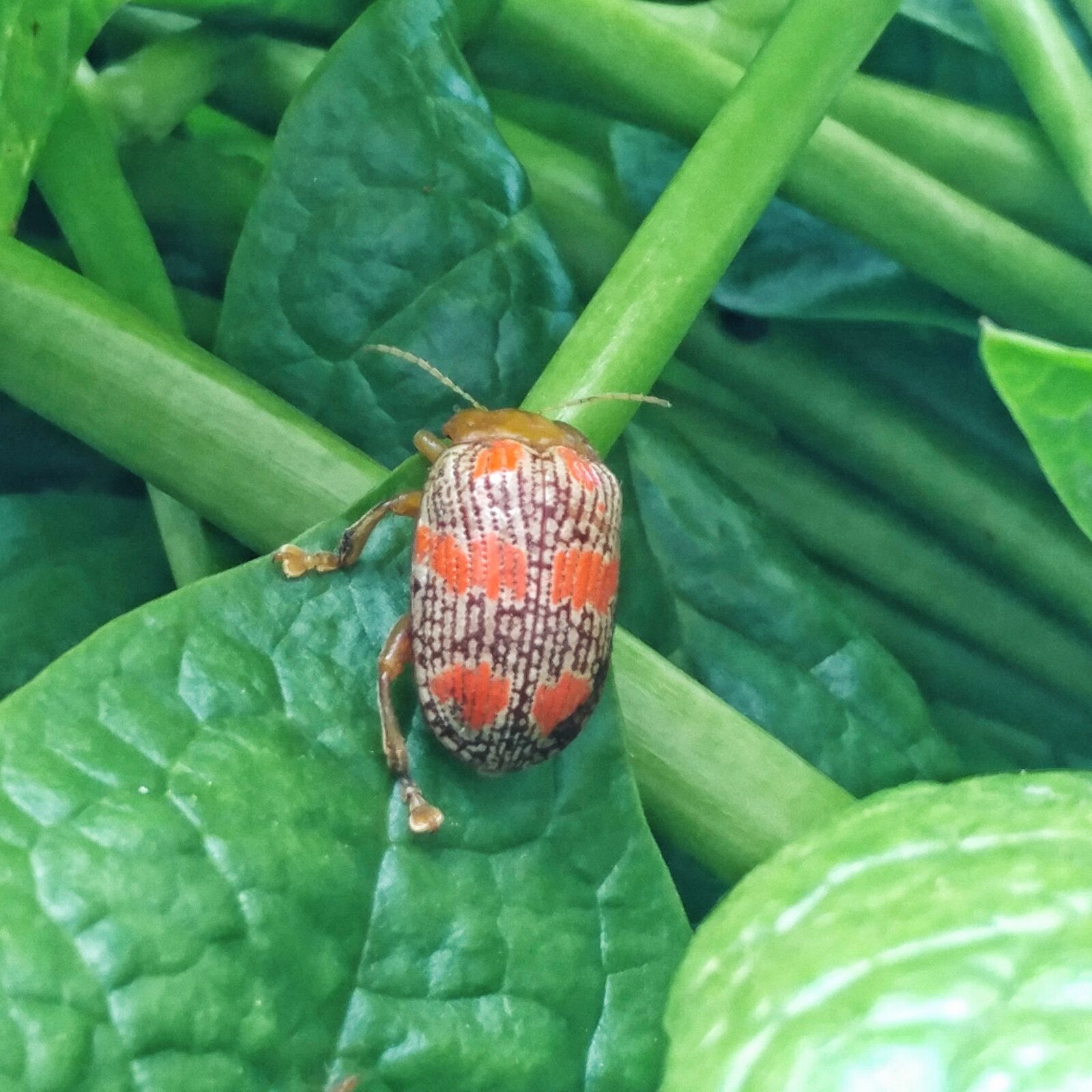 LG V20 sample photo. Insect, pest, bug photography
