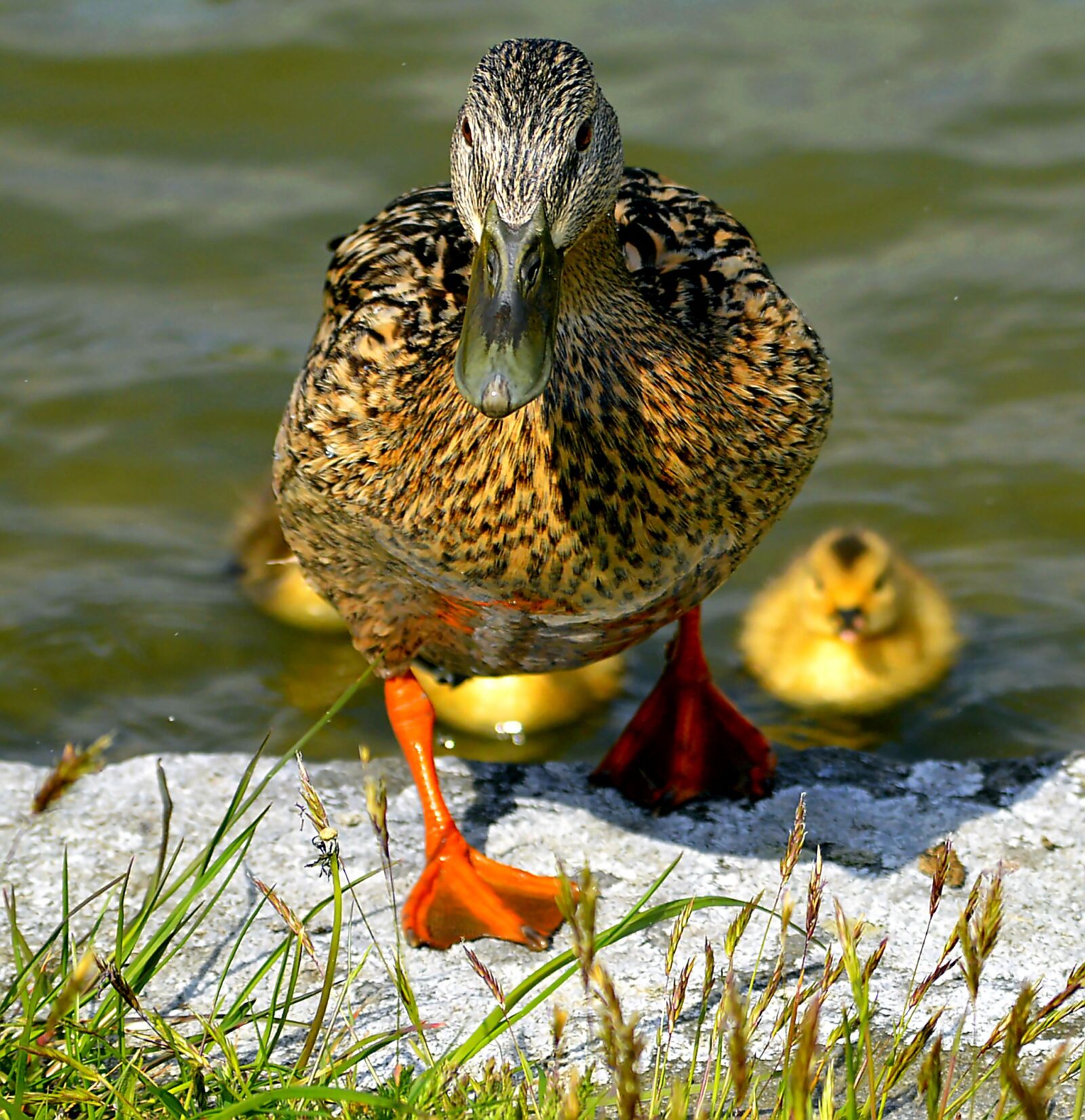 Nikon D3200 sample photo. Mallard, mother, ducks photography