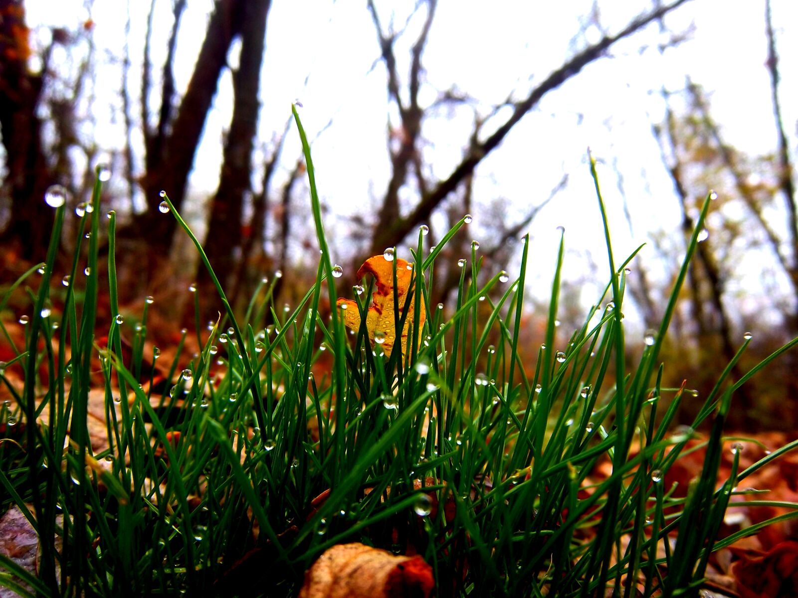 Kodak EasyShare M550 sample photo. Grass, outdoors, nature photography