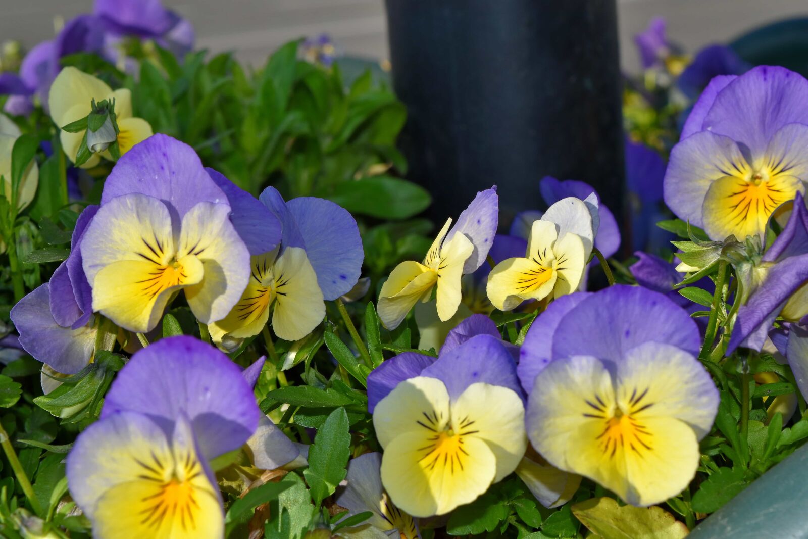 Nikon D5500 sample photo. Petunia, flora, garden, leaf photography