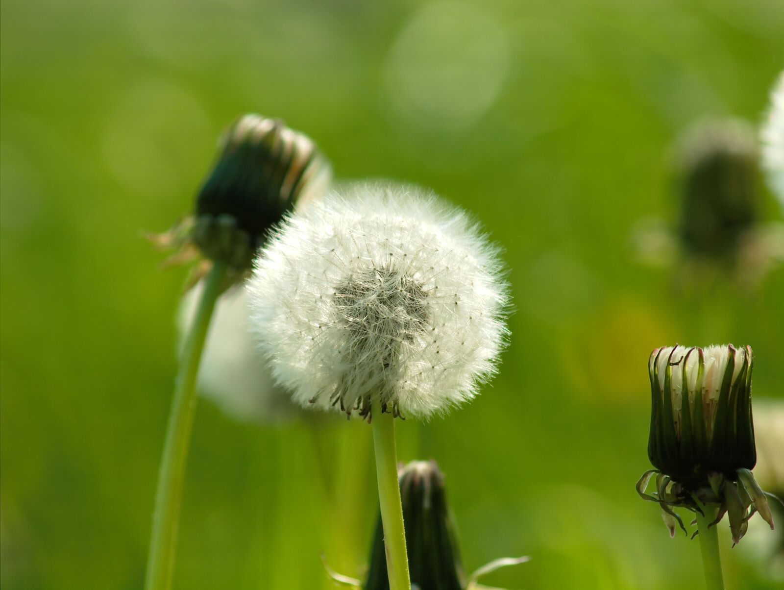 Olympus E-30 sample photo. Dandelion, wild flower, nature photography