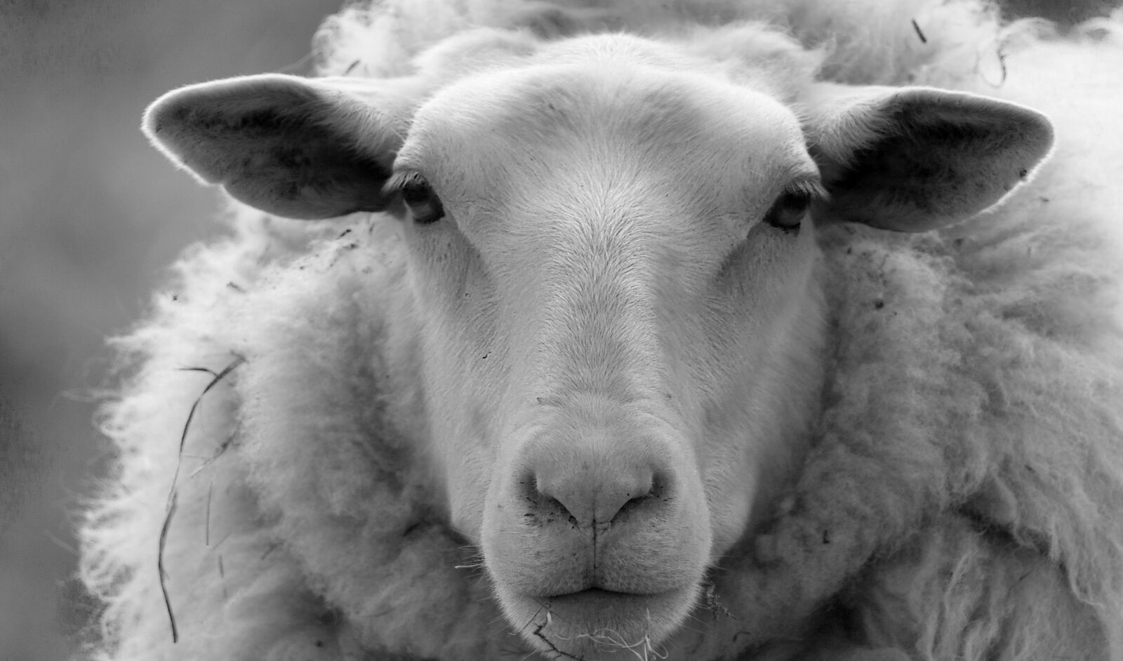 Canon EOS 450D (EOS Rebel XSi / EOS Kiss X2) sample photo. Sheep, nature, farm photography