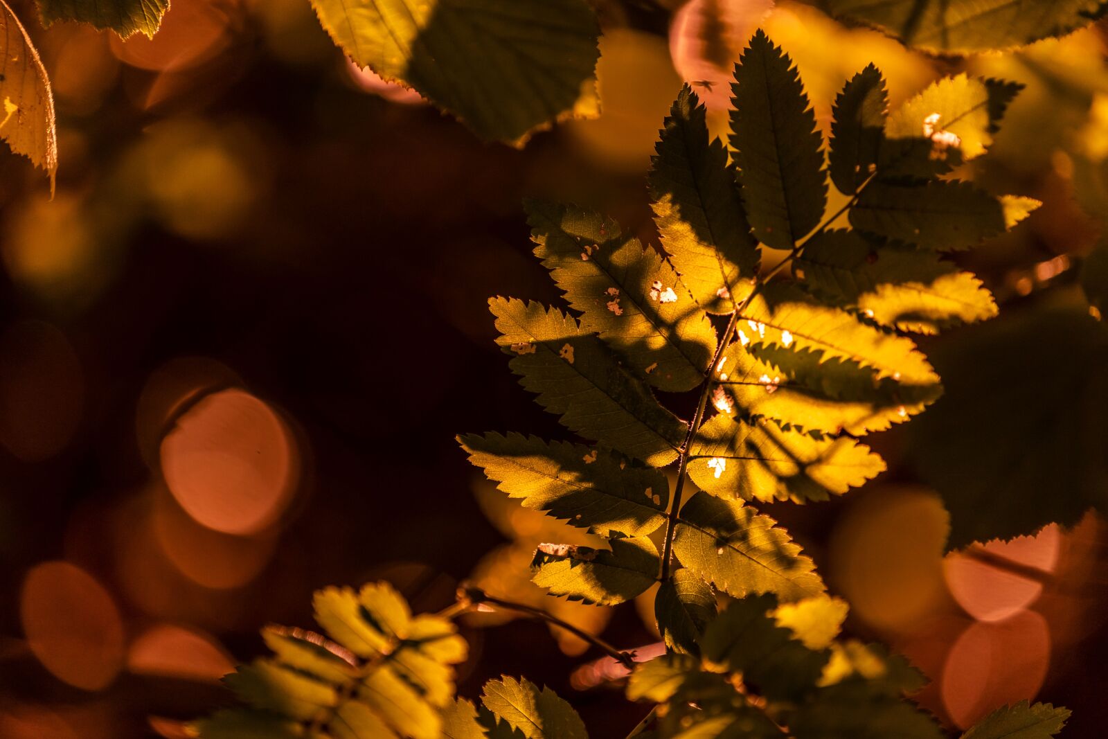 Sony a7 III + Sony FE 70-200mm F4 G OSS sample photo. Nature, leaf, autumn photography