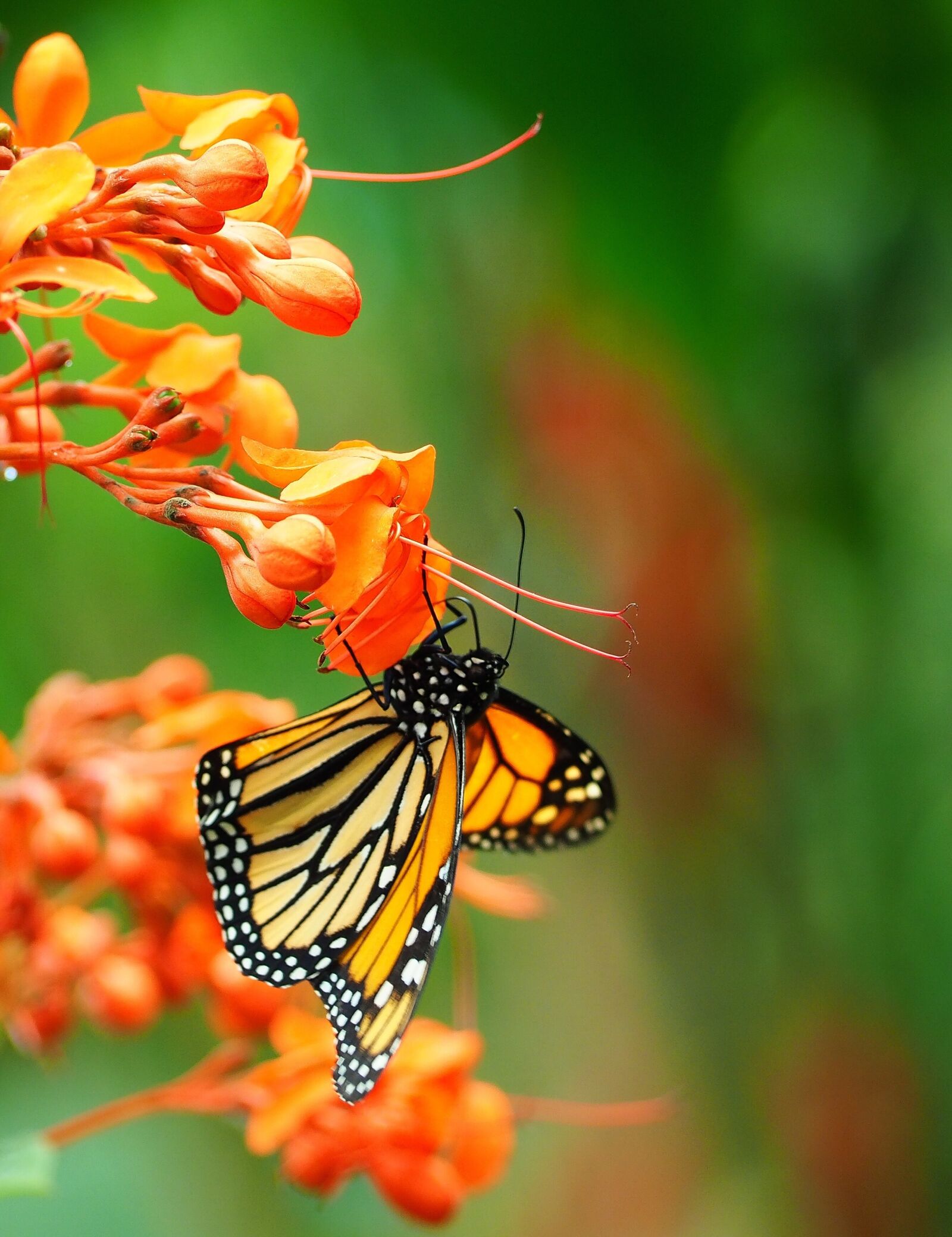 Olympus OM-D E-M10 III + Olympus M.Zuiko Digital ED 40-150mm F4-5.6 R sample photo. Insect, butterfly, close up photography