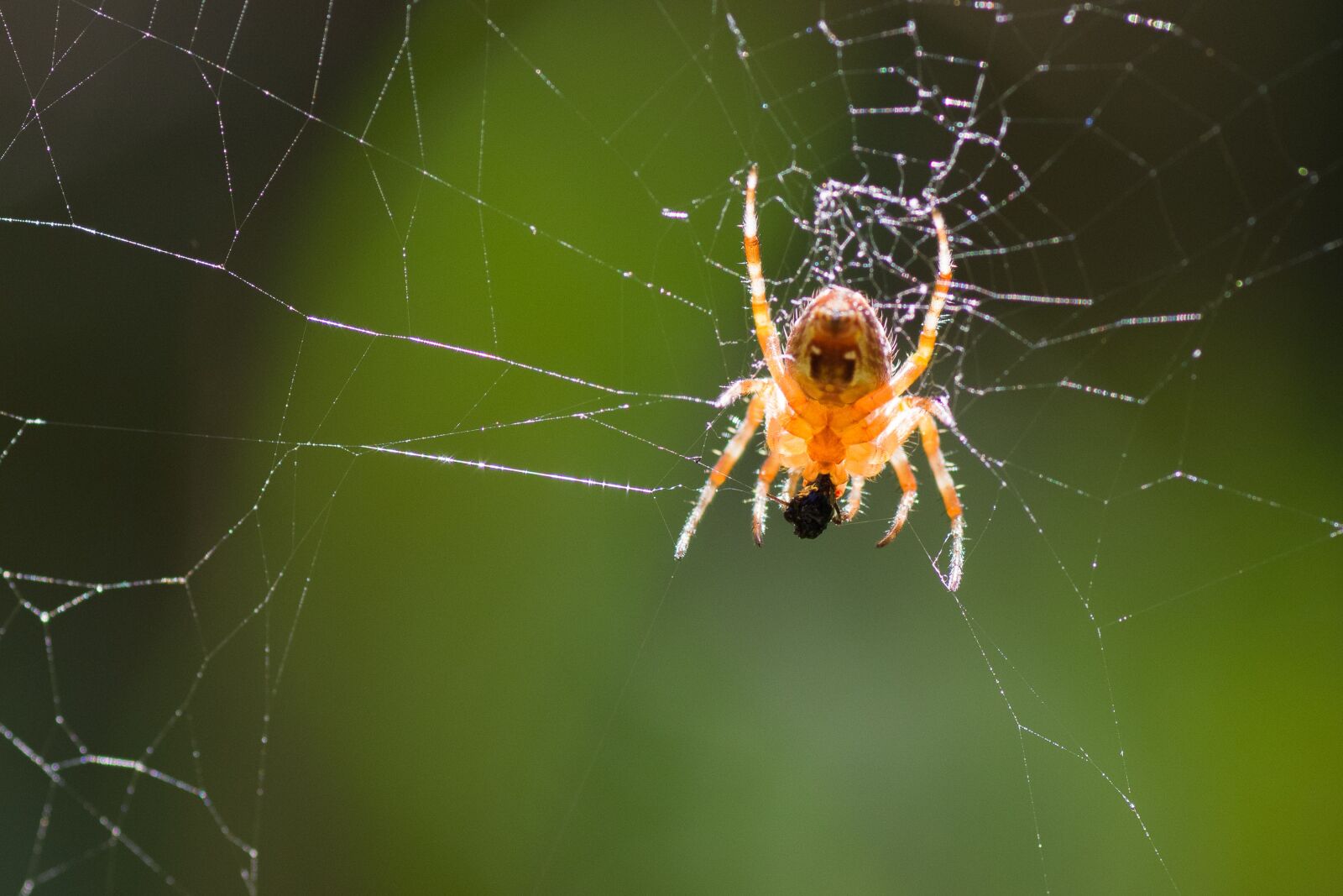 Tamron SP AF 90mm F2.8 Di Macro sample photo. Spider, backlighting, web photography