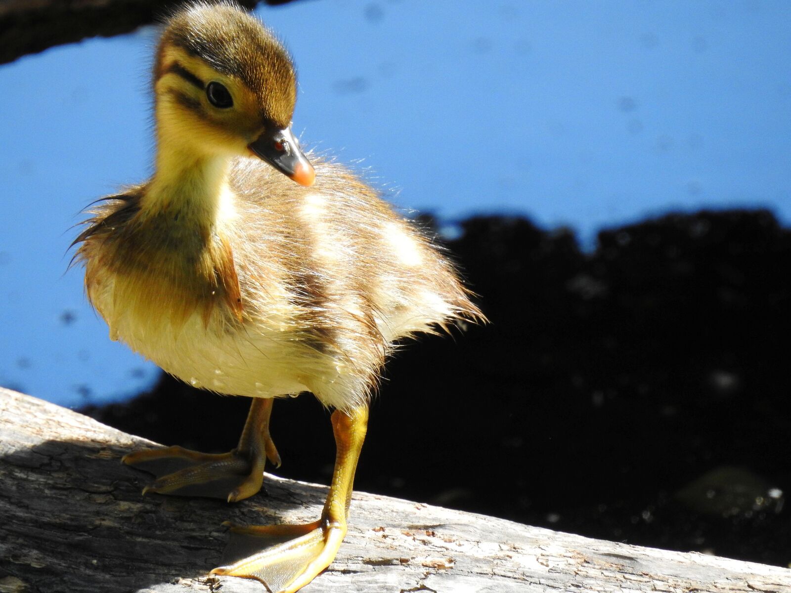 Nikon Coolpix P900 sample photo. Duck, bird, nature photography