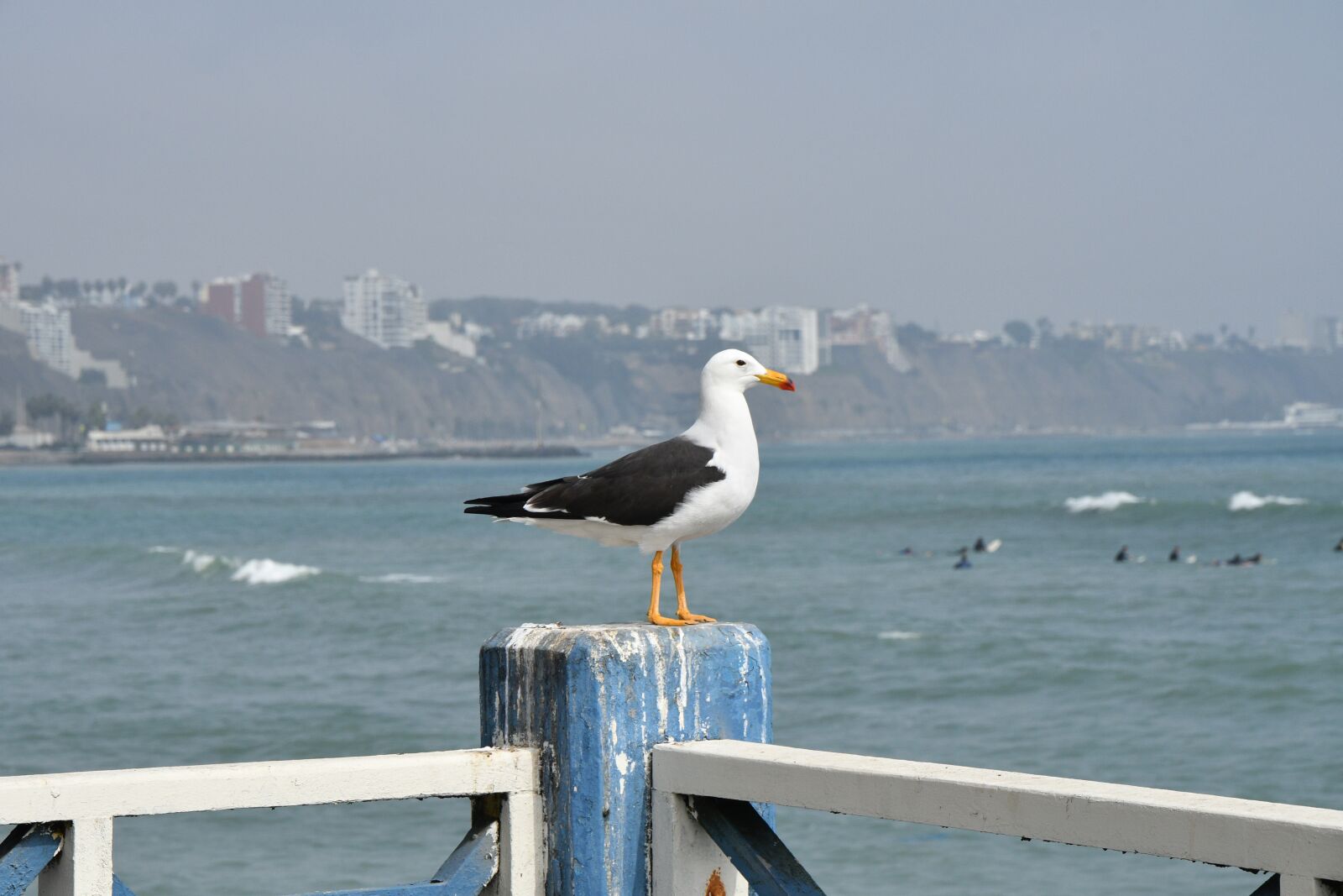 Nikon D500 sample photo. Lima, beach, bird photography