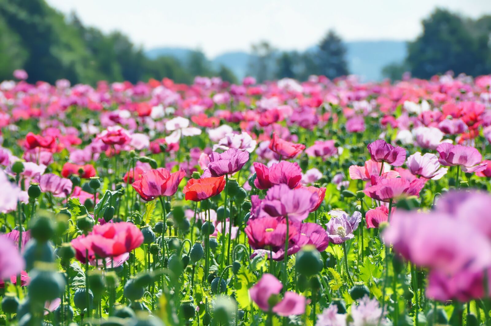 Nikon D90 sample photo. Nature, field, field of photography