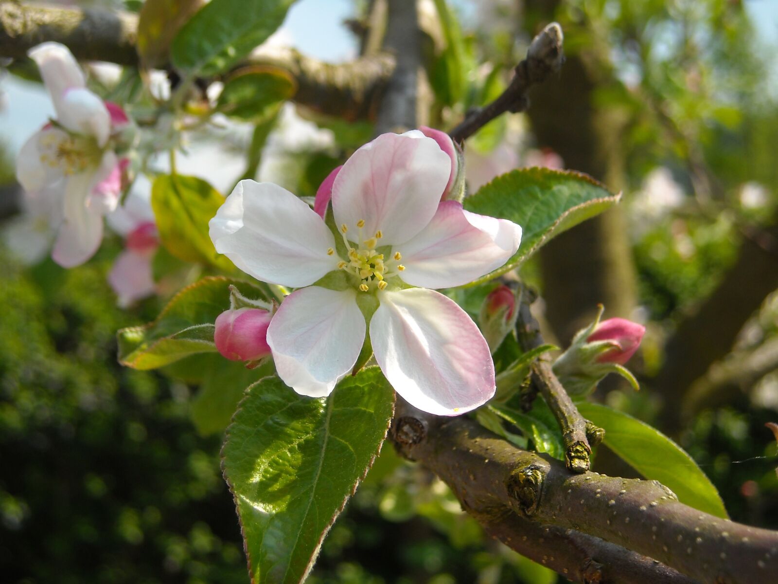 Nikon Coolpix L16 sample photo. Apple blossom, apple tree photography