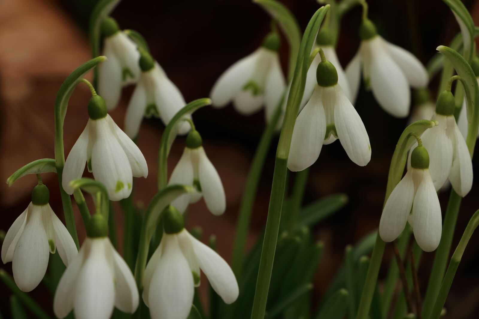Canon EOS 80D sample photo. Snowdrop, flower, spring photography