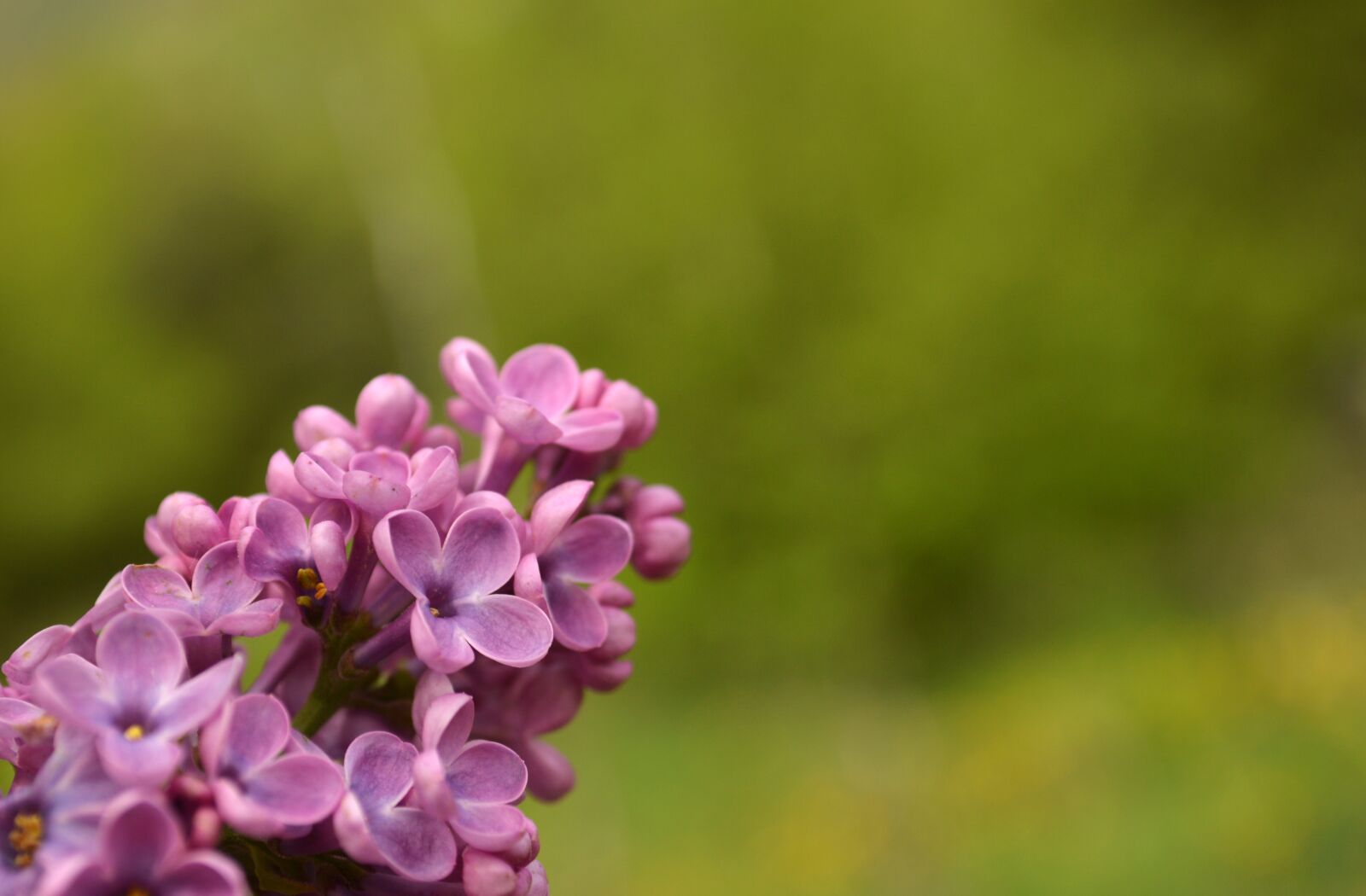 Nikon D3200 sample photo. Flower, purple, plant photography