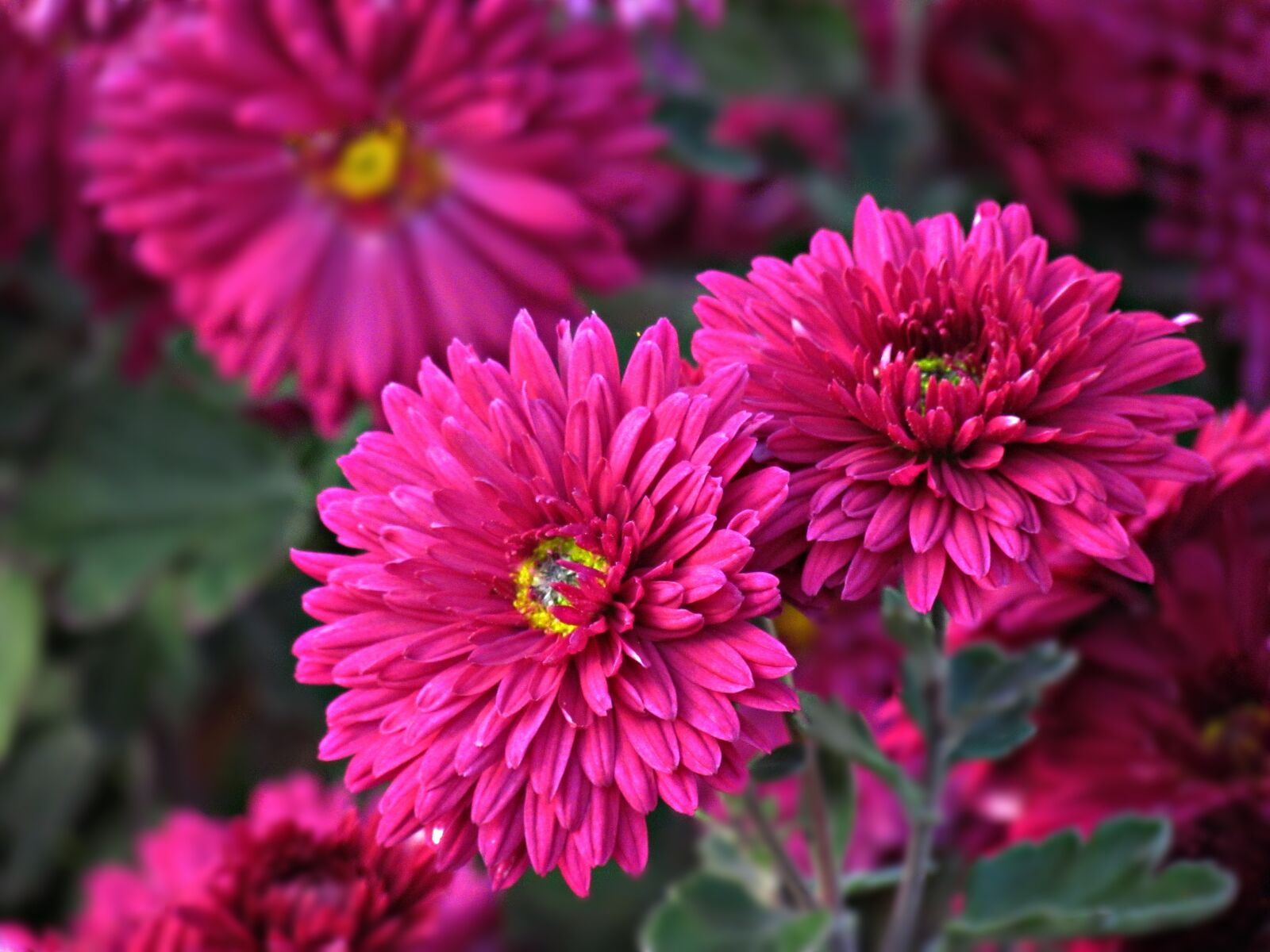 Canon PowerShot SX30 IS sample photo. Flowers, garden, summer photography