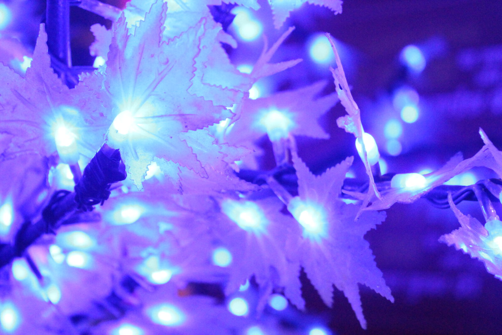 Canon EOS 1100D (EOS Rebel T3 / EOS Kiss X50) sample photo. Abstract, photo, accipitridae, blue photography