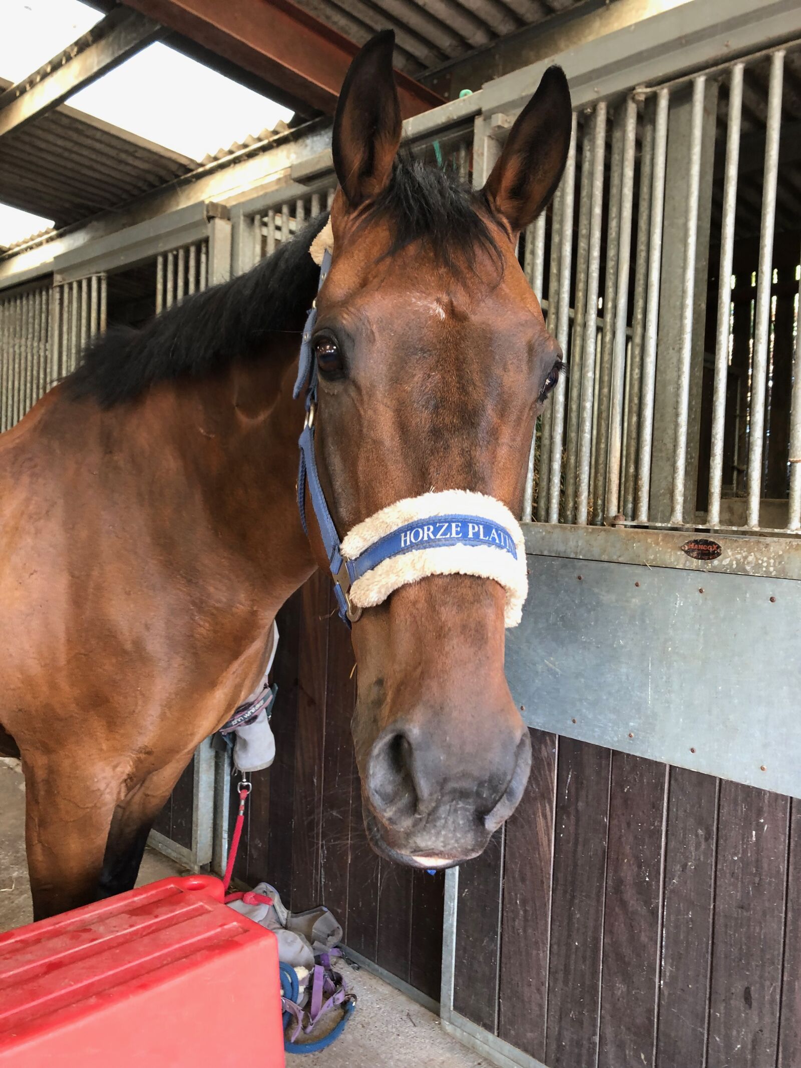 iPhone 8 back camera 3.99mm f/1.8 sample photo. Sammy, thoroughbred, horse photography