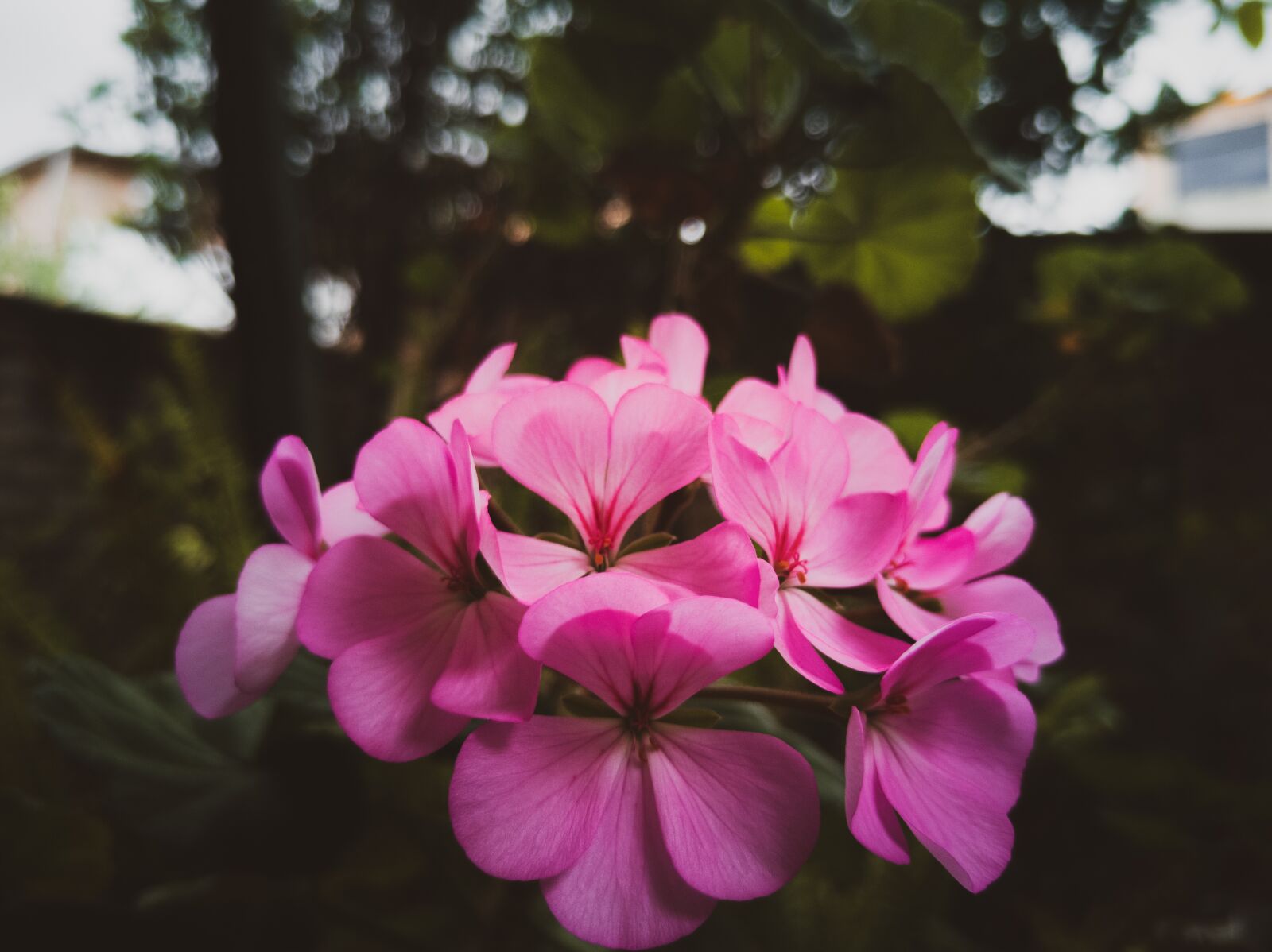HUAWEI P20 sample photo. Geranium pink, flower, garden photography