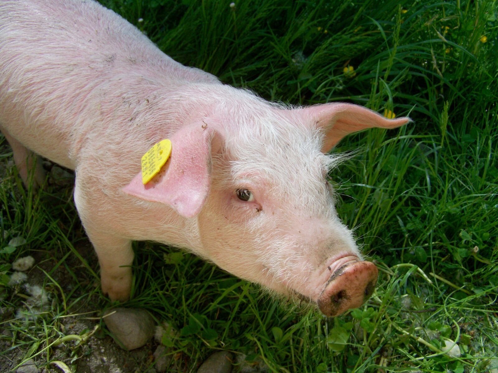 Kodak EASYSHARE ZD710 ZOOM DIGITAL CAMERA sample photo. Piggy, pig, animal photography