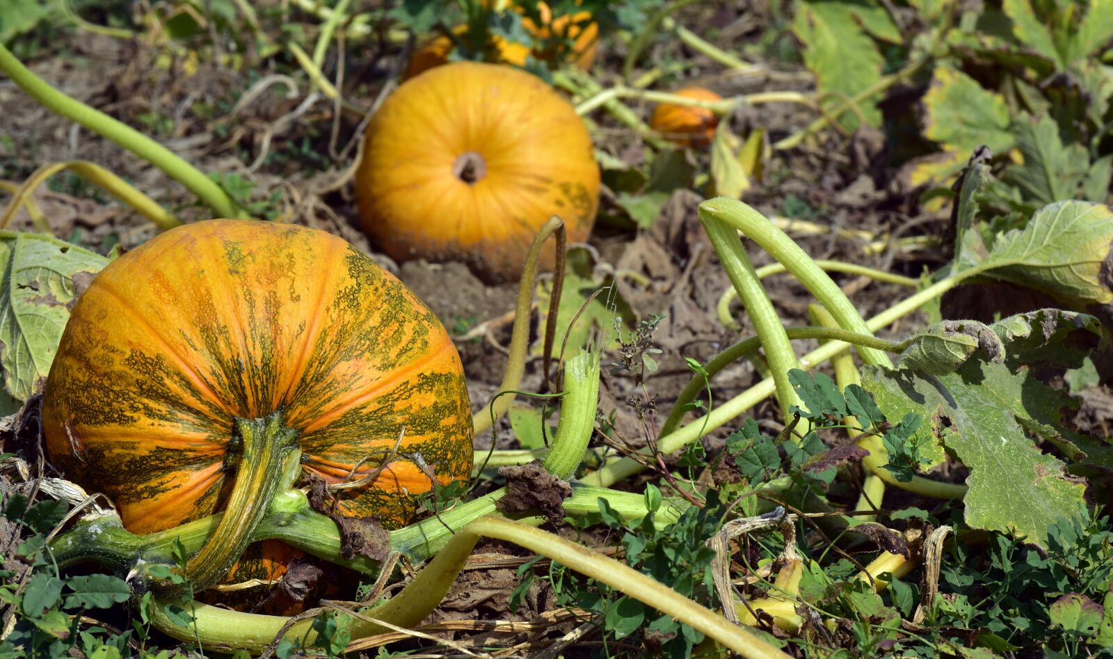 Nikon D750 sample photo. Pumpkin, pumpkin box, field photography