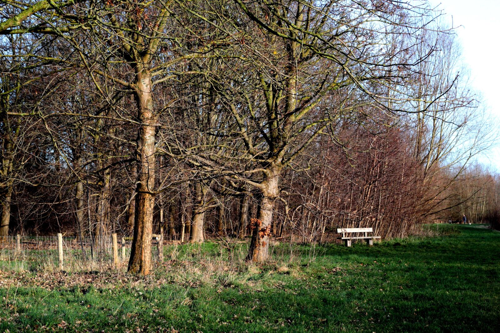 Canon EOS 600D (Rebel EOS T3i / EOS Kiss X5) sample photo. Forest, bench, landscape photography