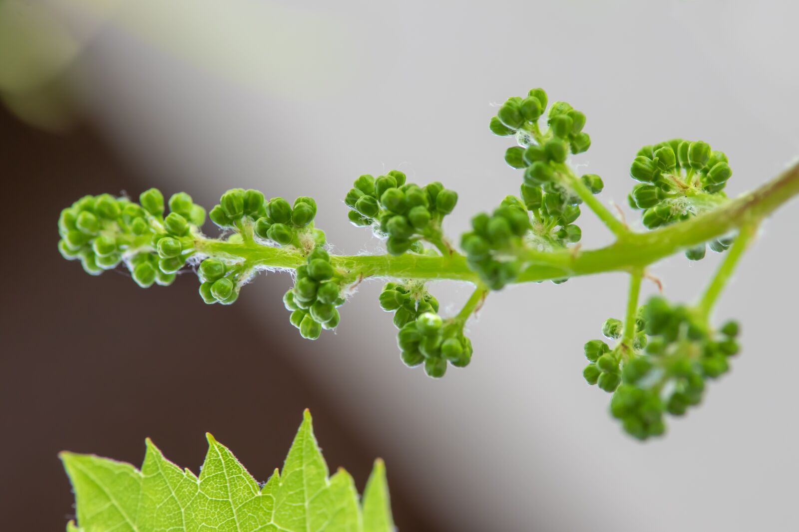 Canon EOS 80D sample photo. Grapevine, young, fresh photography