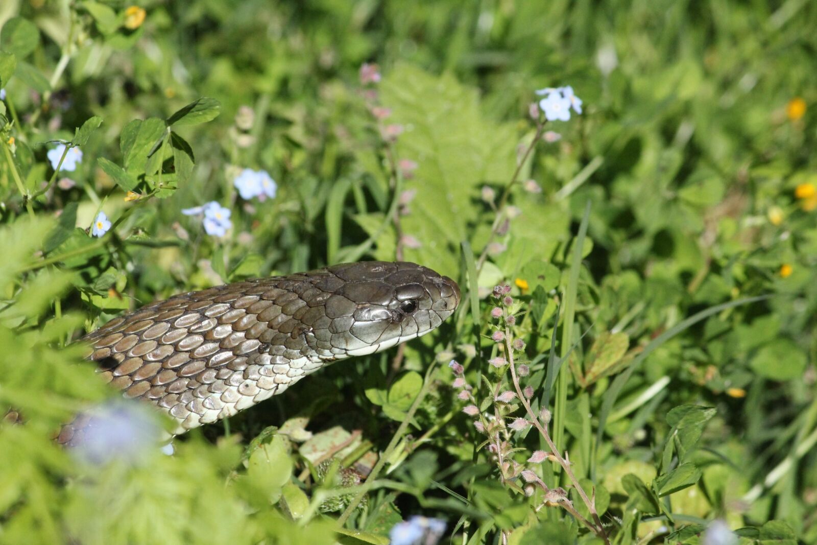 Canon EOS 550D (EOS Rebel T2i / EOS Kiss X4) sample photo. Nature, brown snake, australia photography