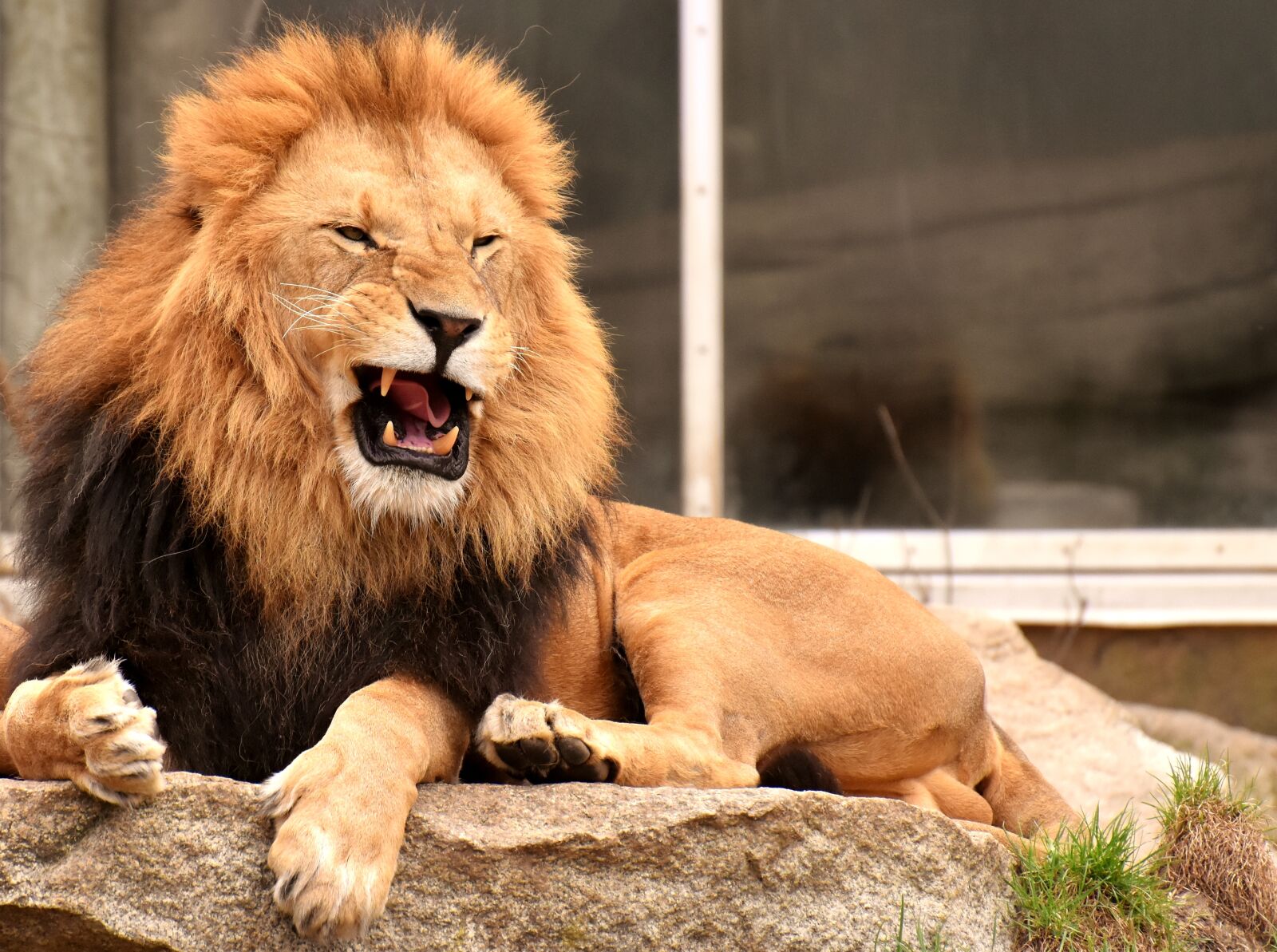 Nikon D7200 sample photo. Lion, predator, dangerous photography