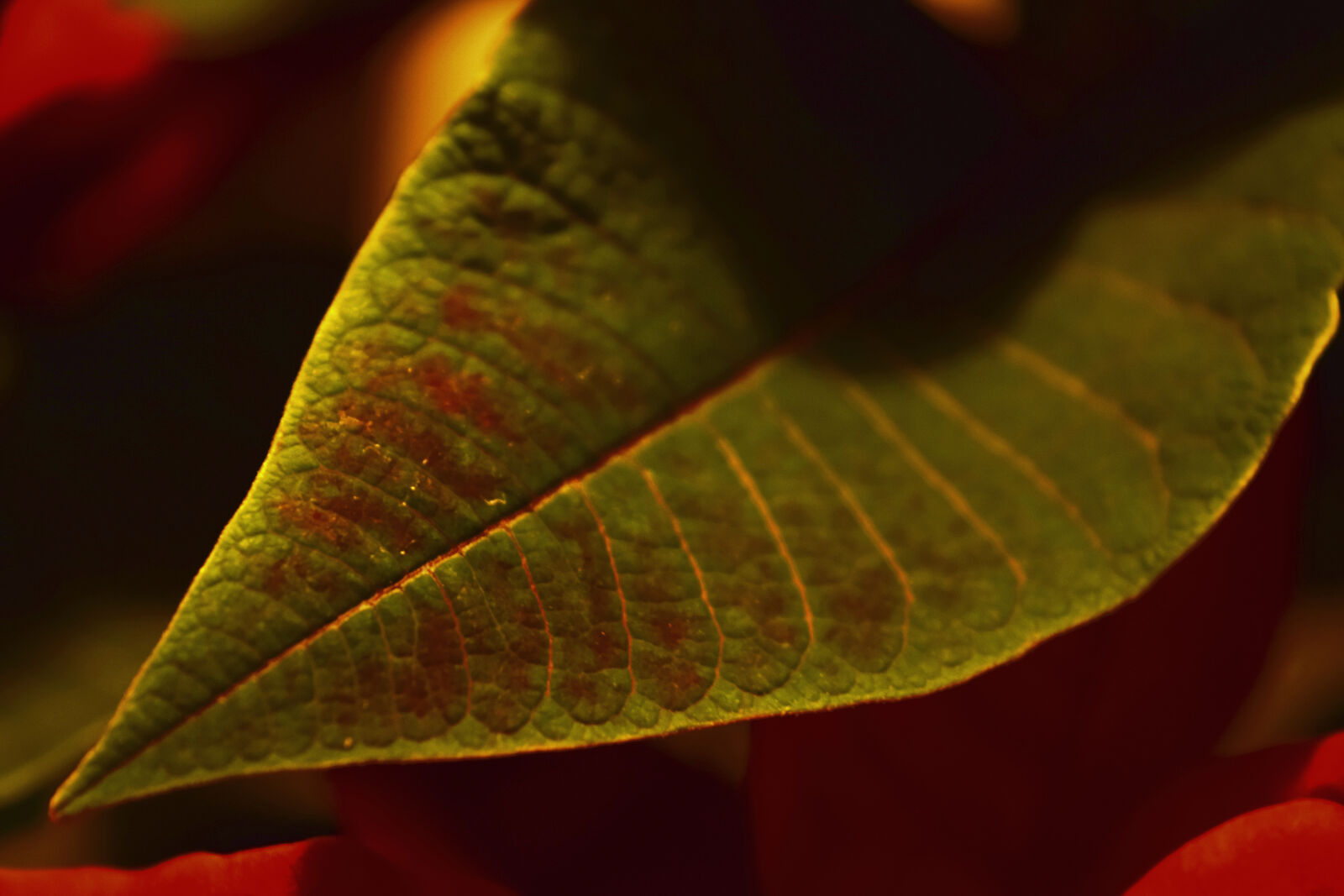 Nikon D3300 sample photo. Leaf, nature photography
