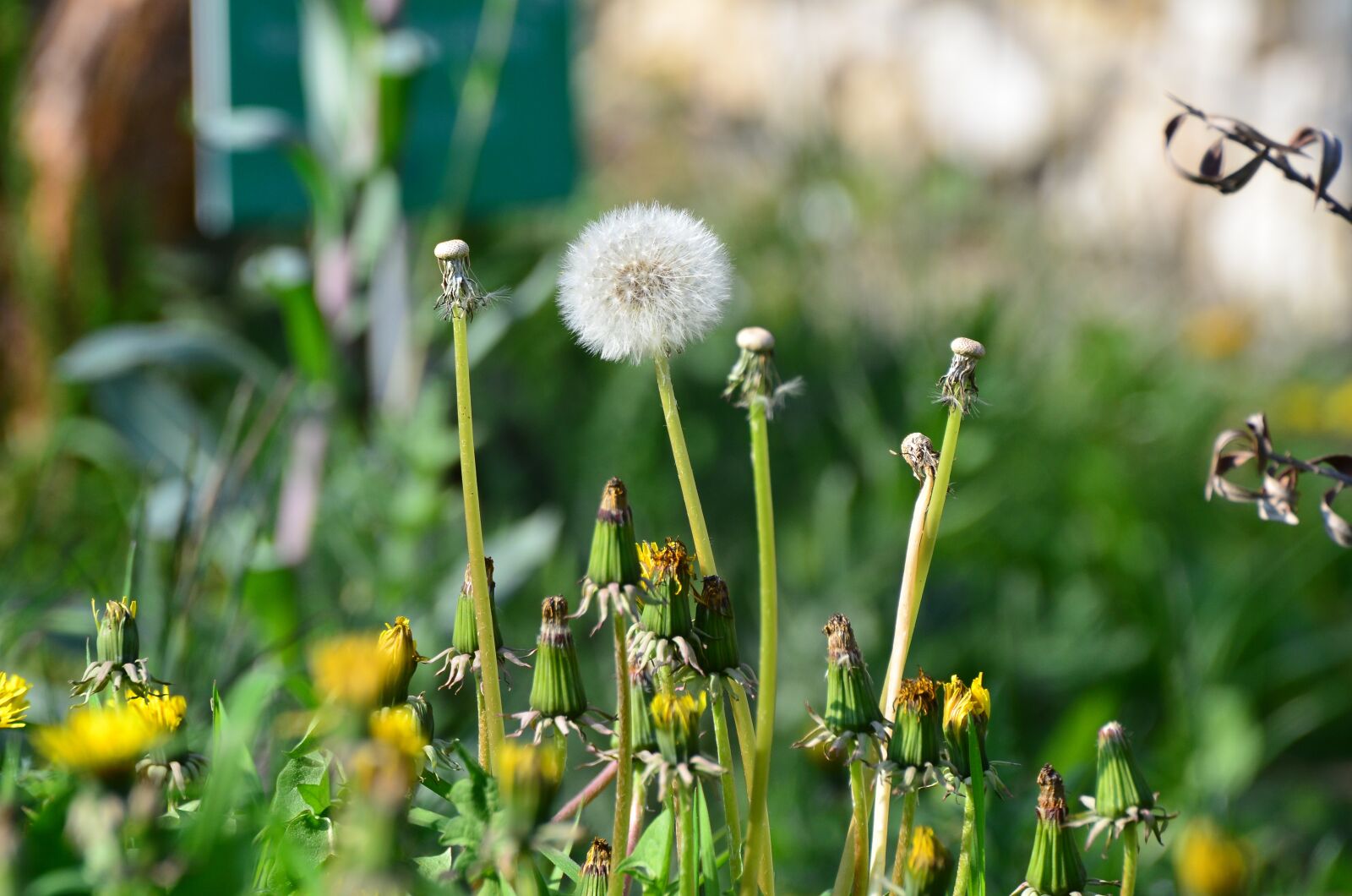 Nikon D7000 sample photo. Dandelion, nature, meadow photography