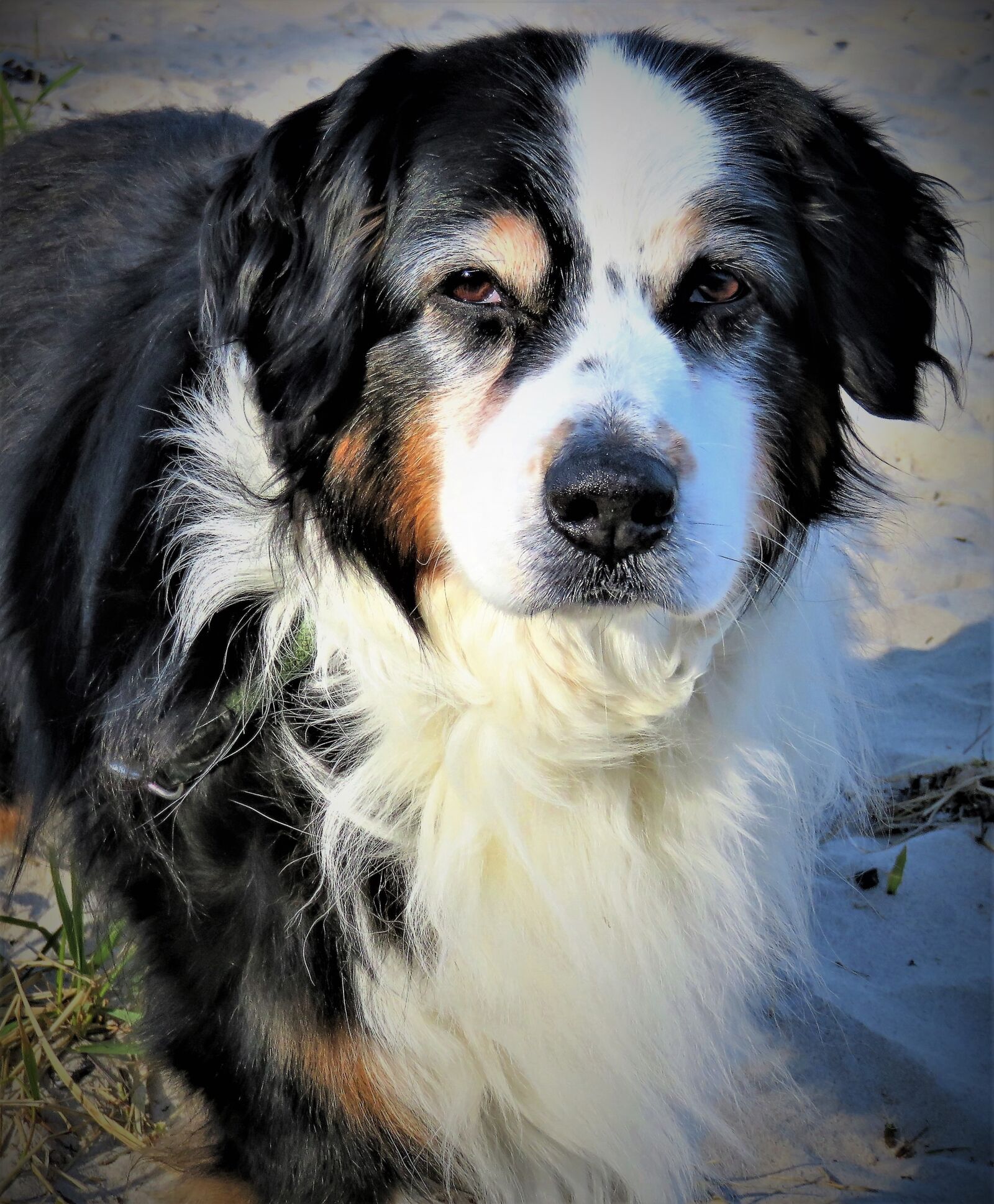 Canon PowerShot SX710 HS sample photo. Dog, australia shepard, black photography