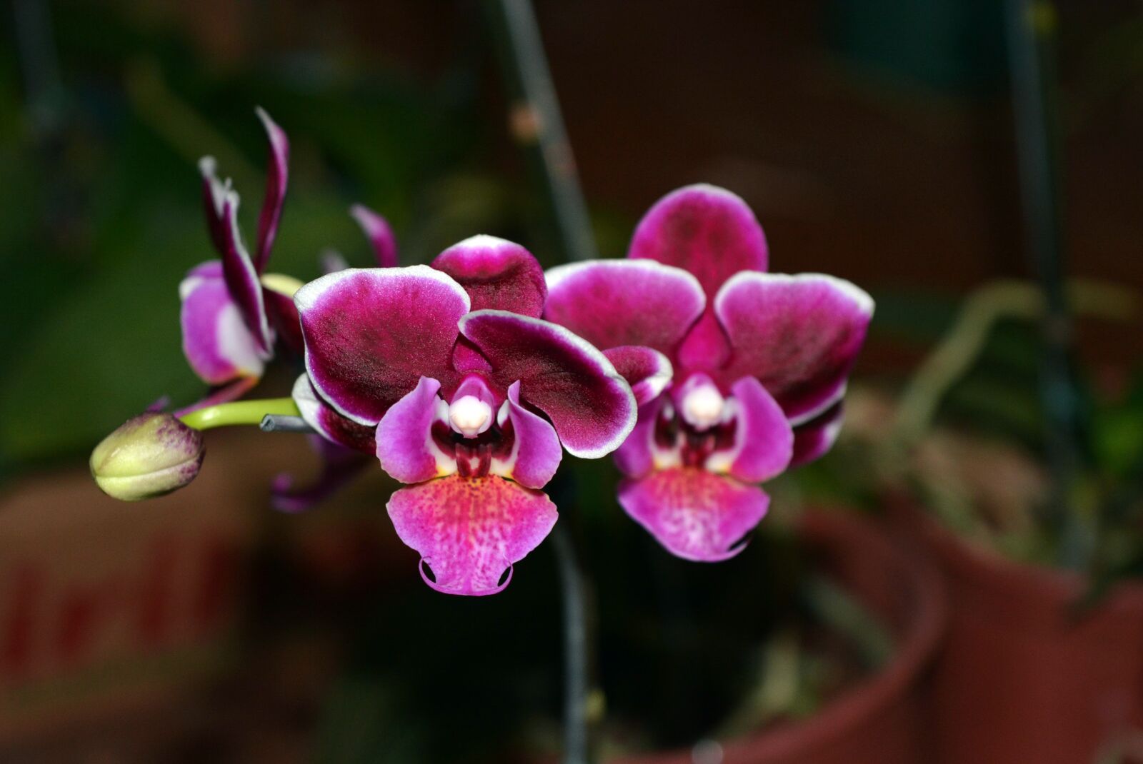 Nikon D5200 sample photo. Nature, flower, plant photography