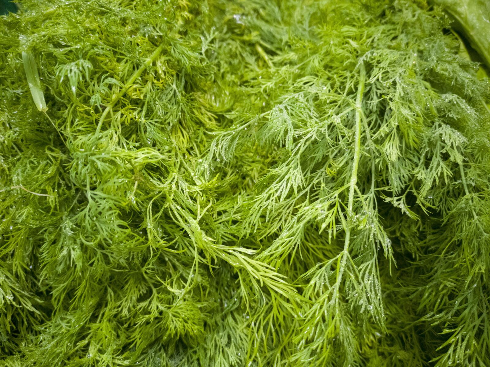 HUAWEI CLT-L09 sample photo. Spinach, vegetable, healthy photography