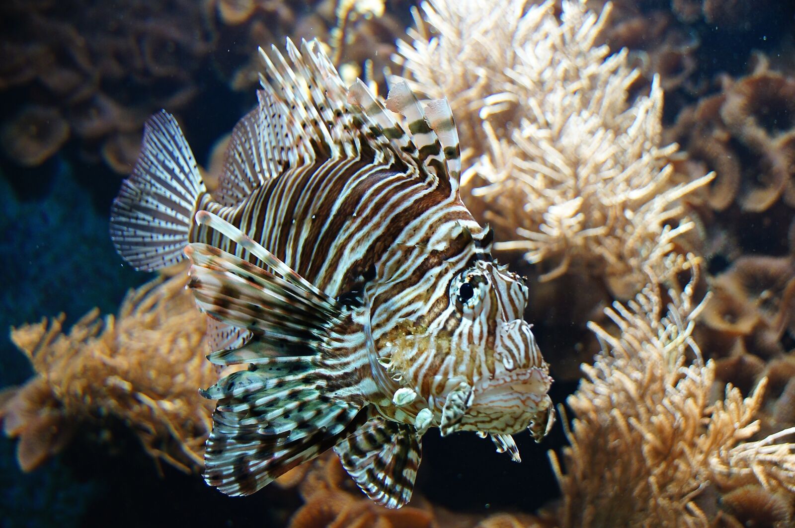 Sony Alpha DSLR-A580 + Sony DT 18-250mm F3.5-6.3 sample photo. Fish, sea fish, lion photography